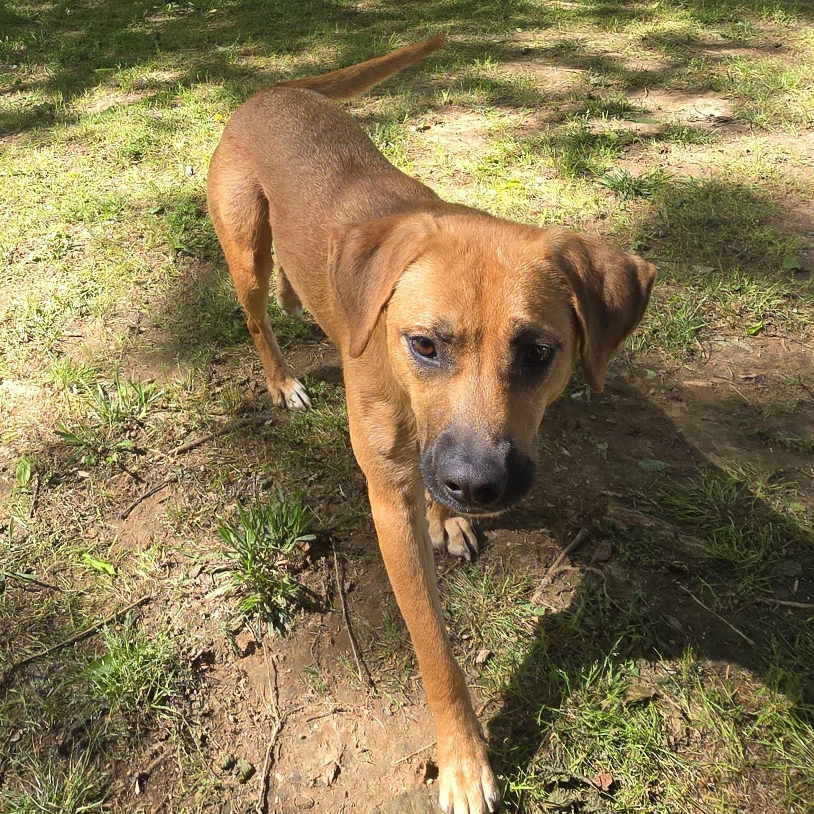 Enlarge Darla, a Adopted mixed breed in Athens, AL image 2/6