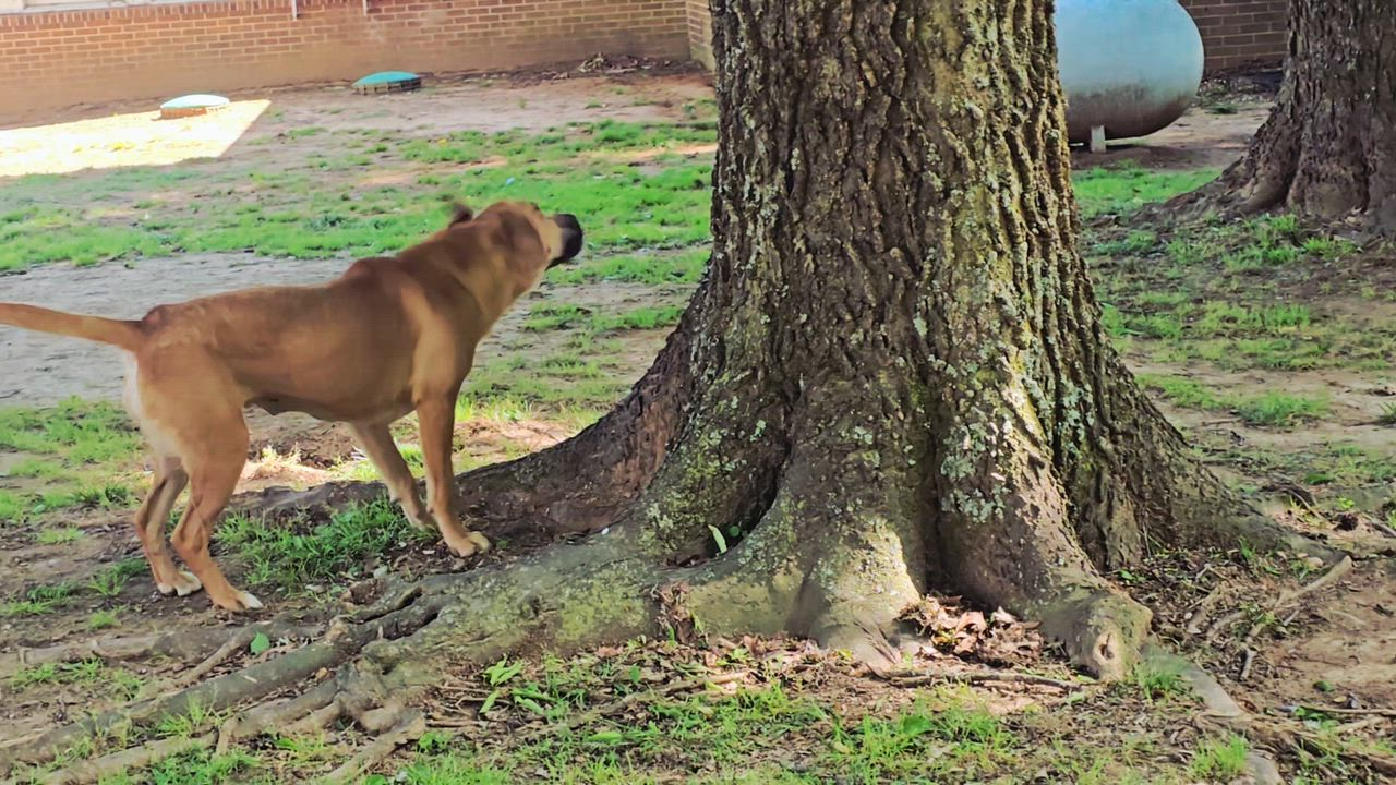 Enlarge Darla, a Adopted mixed breed in Athens, AL video 3/6