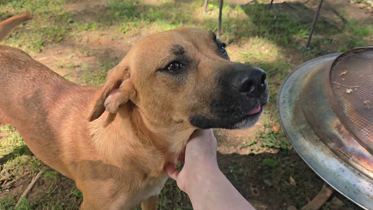 Enlarge Darla, a Adopted mixed breed in Athens, AL video 4/6