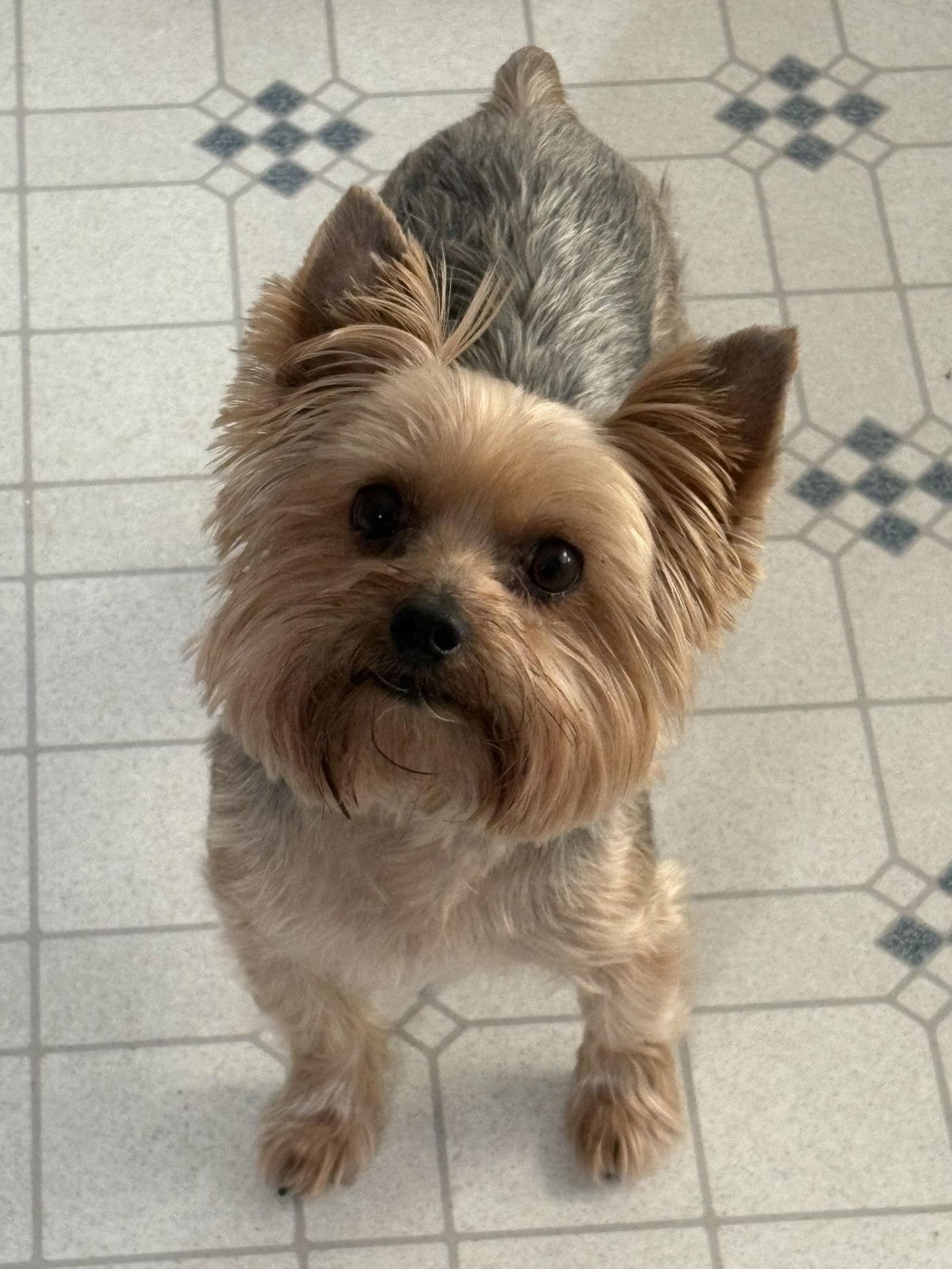 Enlarge Bentley, a Adopted Yorkshire Terrier in Sistersville, WV image 1/3