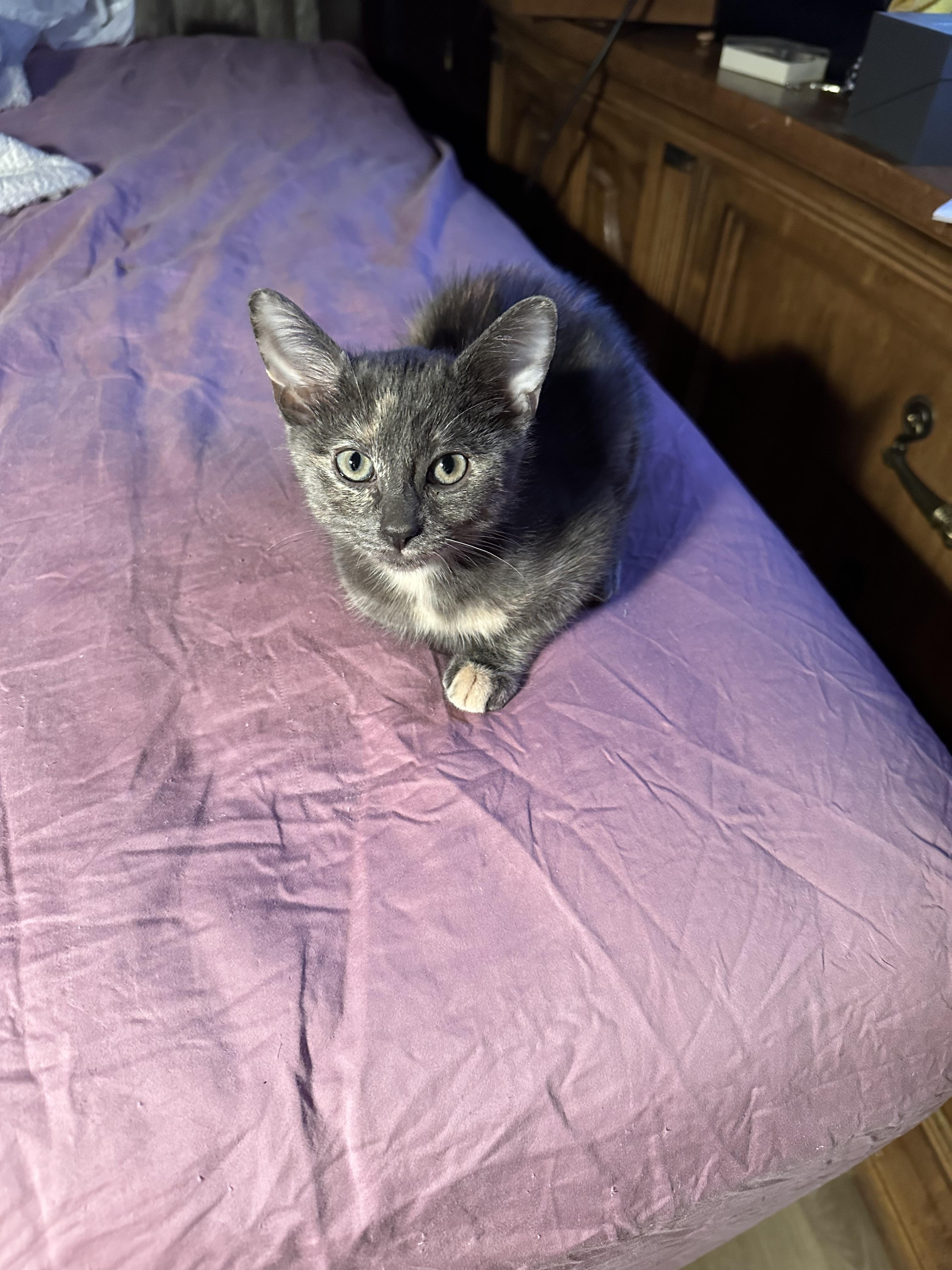 Enlarge Star, a Adoptable Domestic Short Hair in Sterling Heights, MI image 2/2