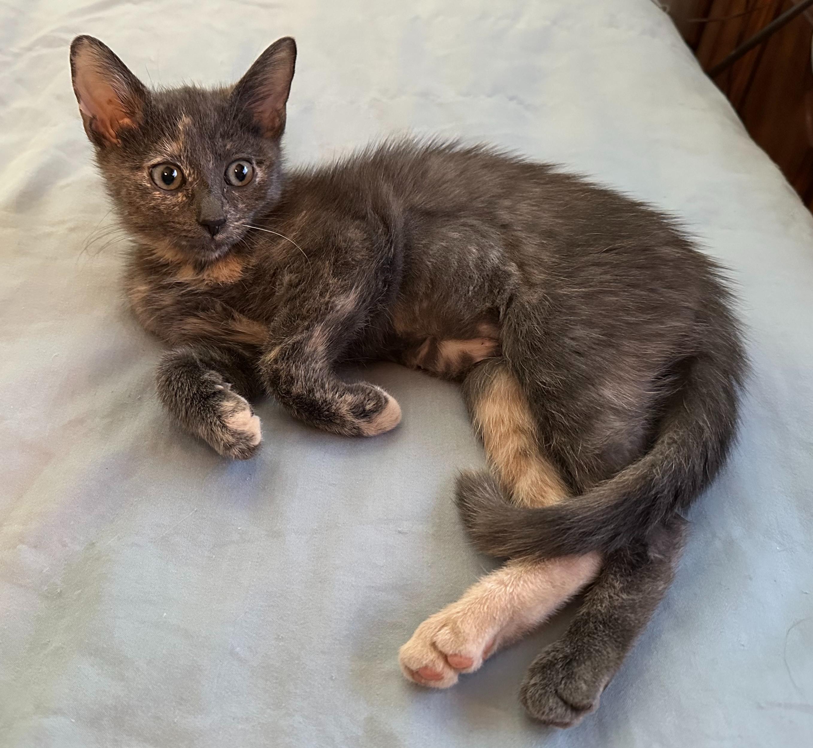 Star, Adoptable, Kitten Female Domestic Short Hair.