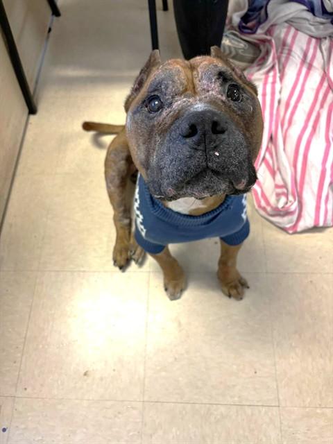 BRUTUS, Adoptable, Senior Male Mixed Breed.