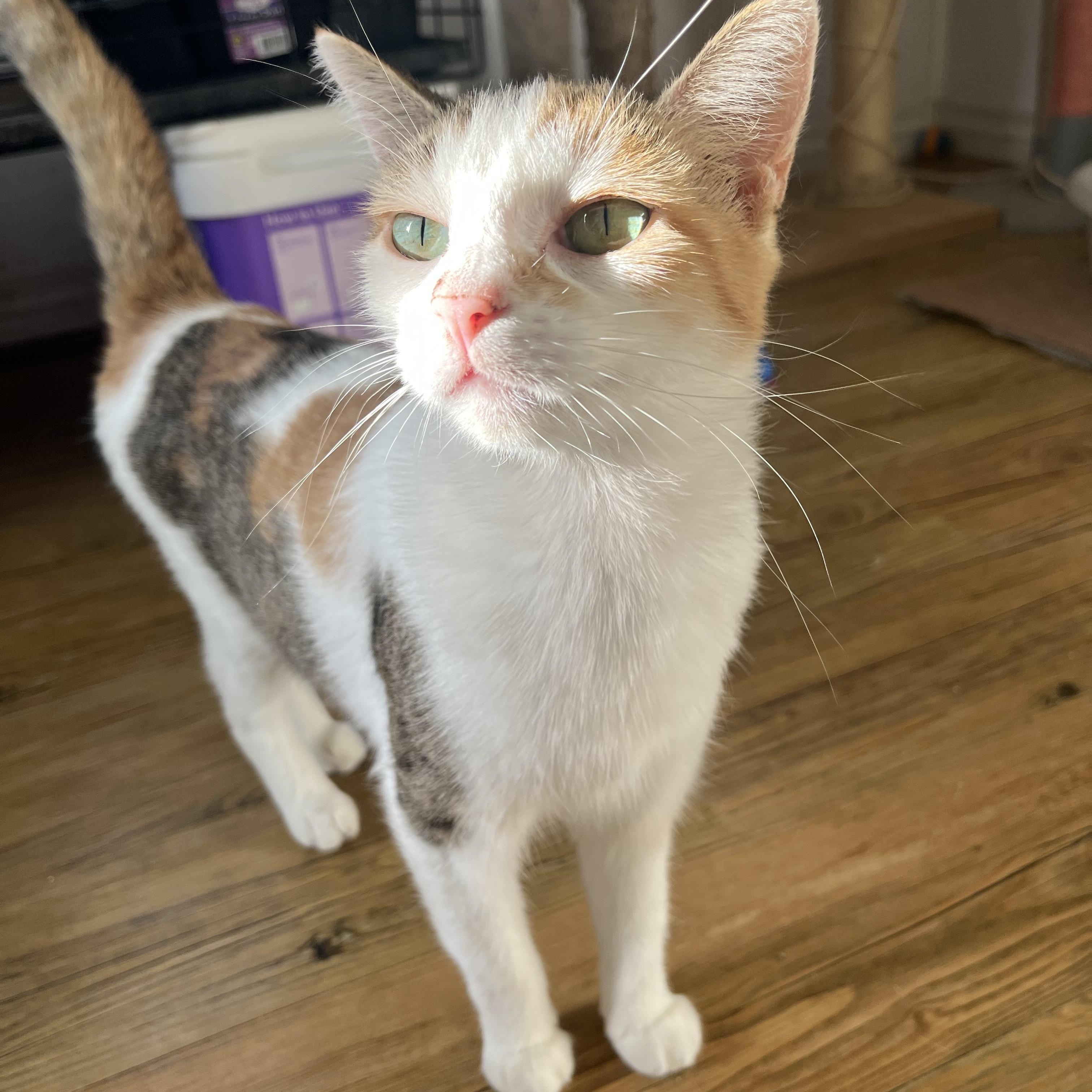Enlarge Duchess, a Adoptable Calico in Hammond, LA image 3/4