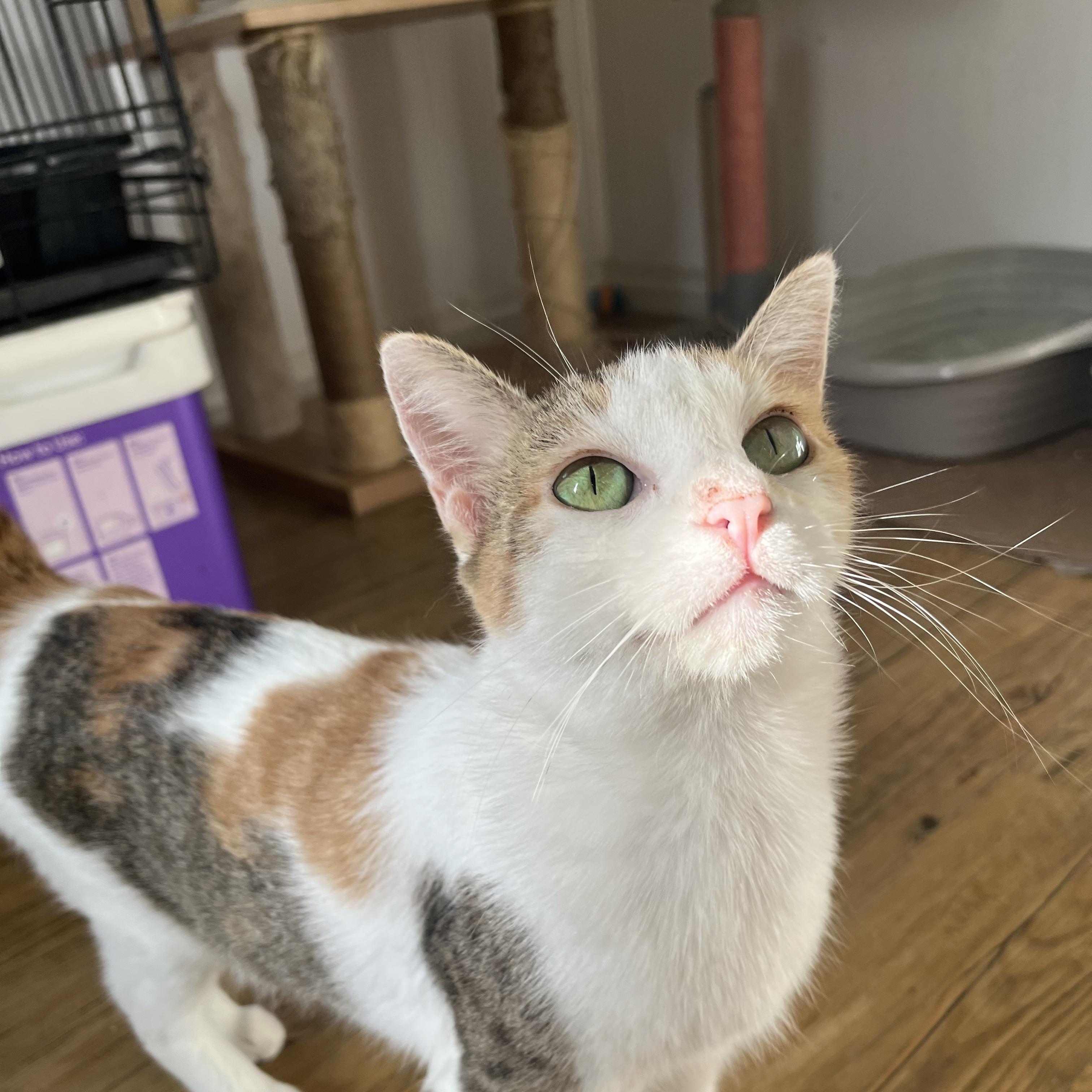 Duchess, ADOPTABLE, Young Female Calico.