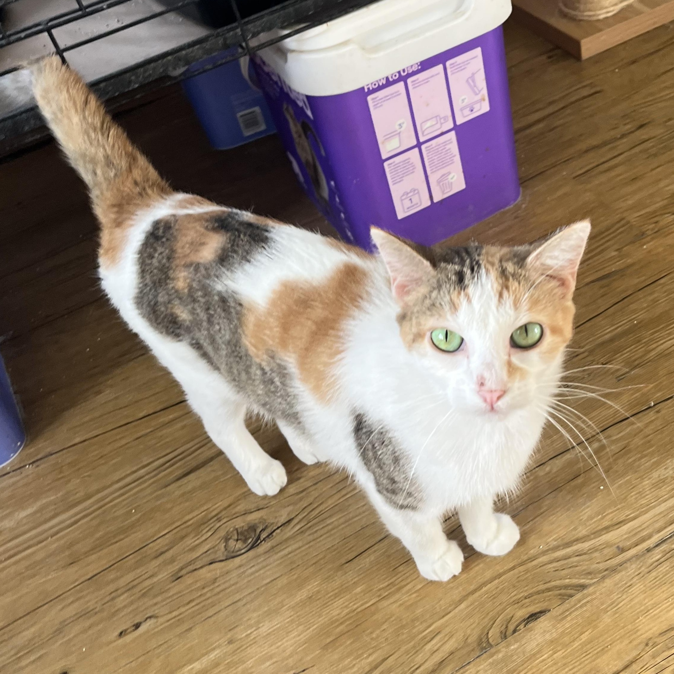 Enlarge Duchess, a Adoptable Calico in Hammond, LA image 4/4