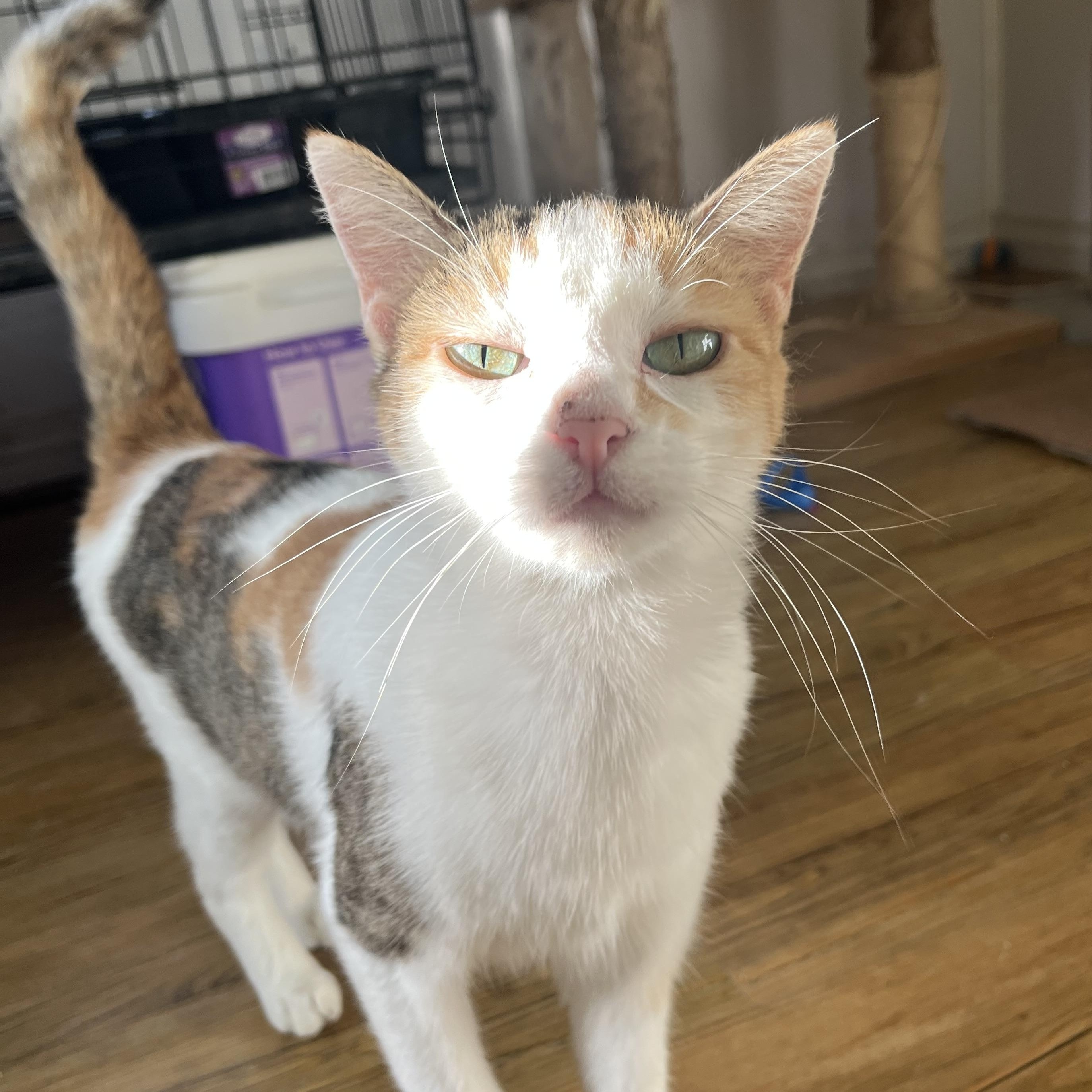 Enlarge Duchess, a Adoptable Calico in Hammond, LA image 2/4