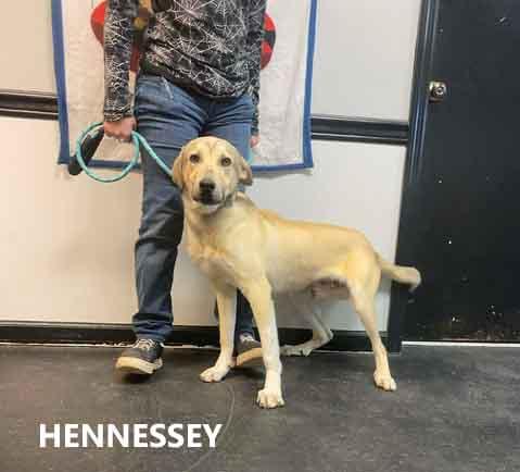 Enlarge Hennessey, a ADOPTABLE mixed breed in Washington, GA image 2/3