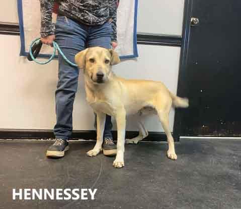 Enlarge Hennessey, a ADOPTABLE mixed breed in Washington, GA image 1/3
