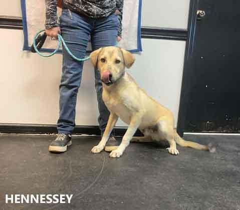 Enlarge Hennessey, a ADOPTABLE mixed breed in Washington, GA image 3/3