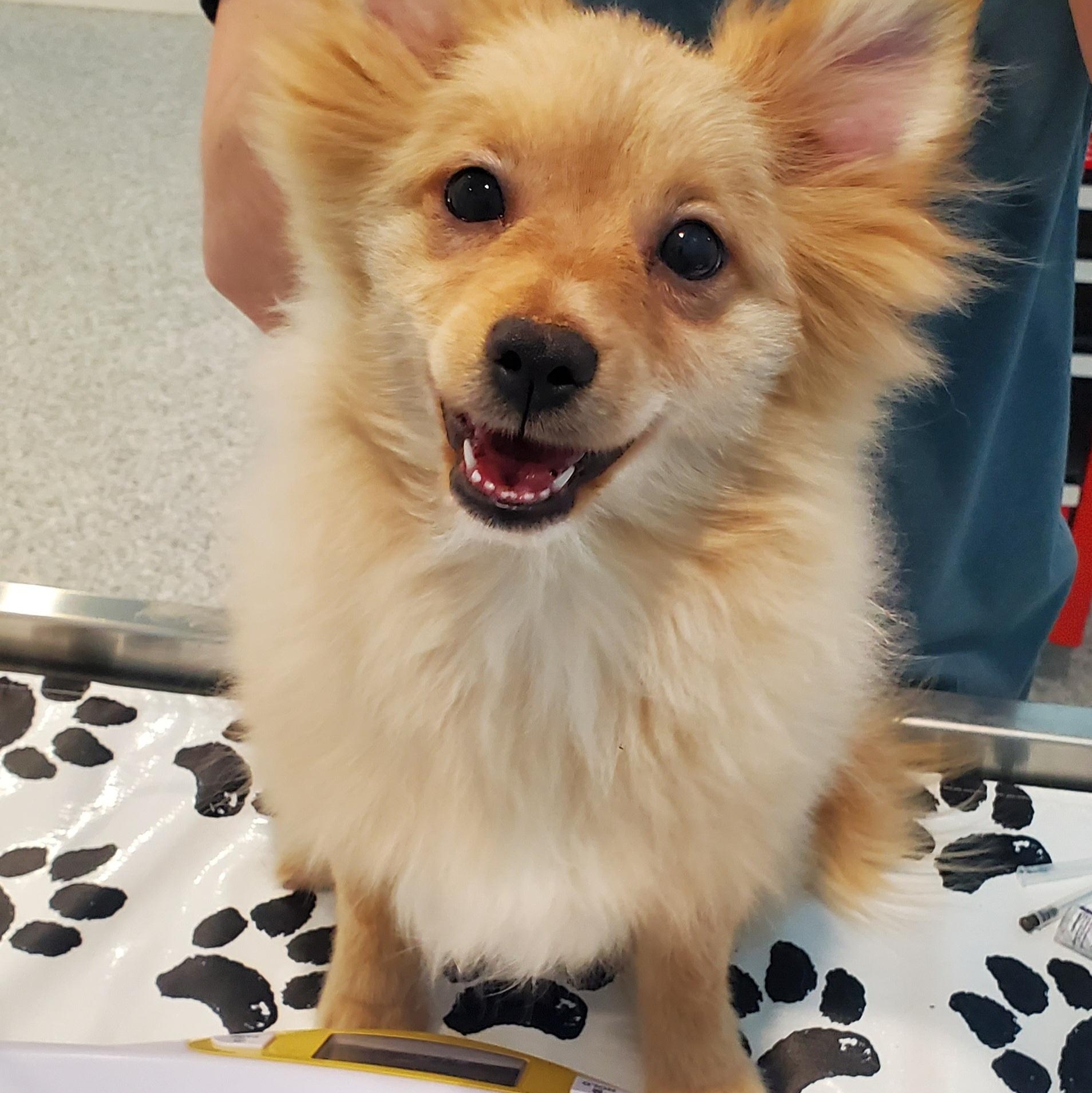 Toby, adopted, Puppy Male Pomeranian.