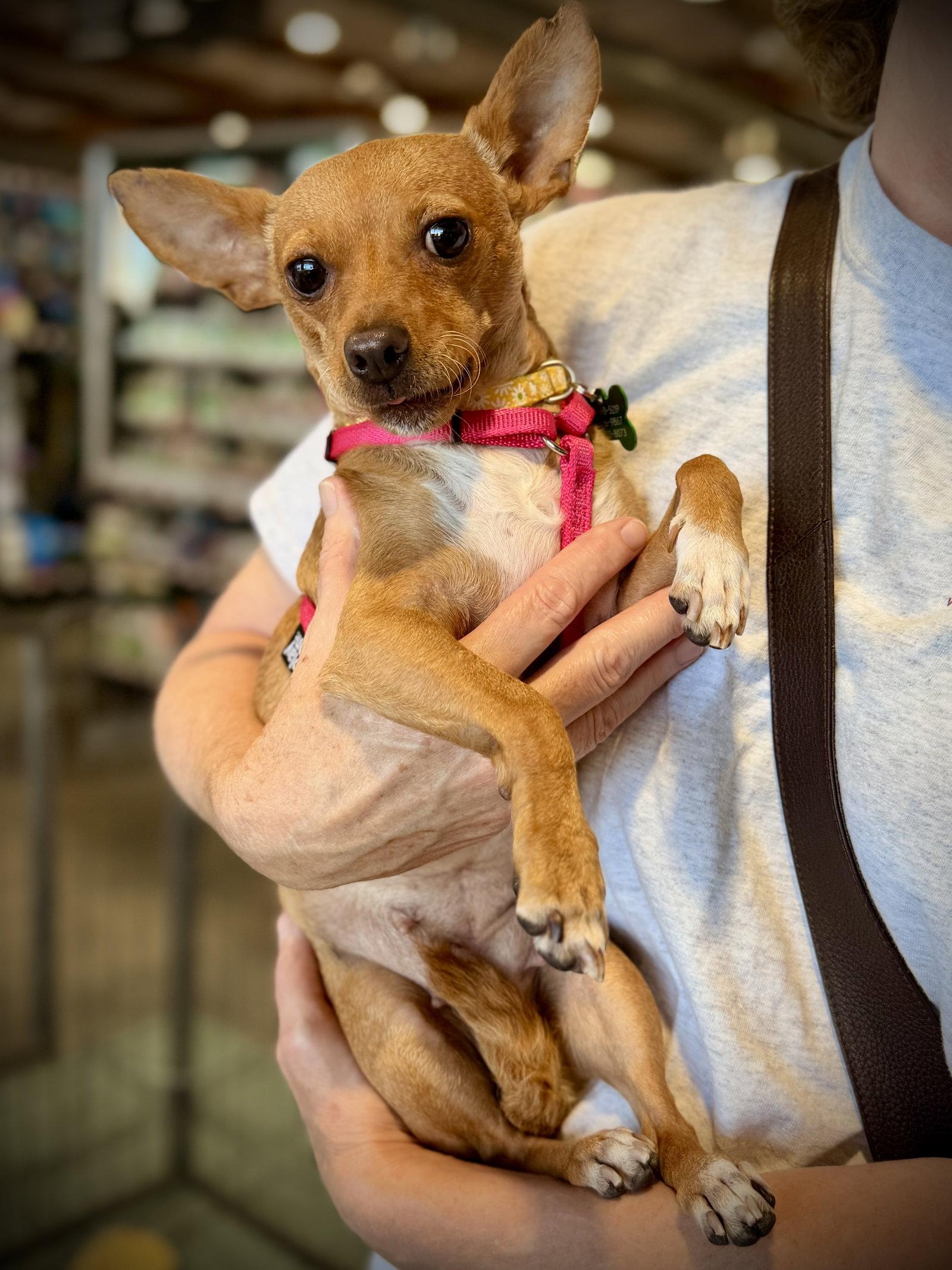 Willow, Adoptable, Young Female Chihuahua & Miniature Pinscher.