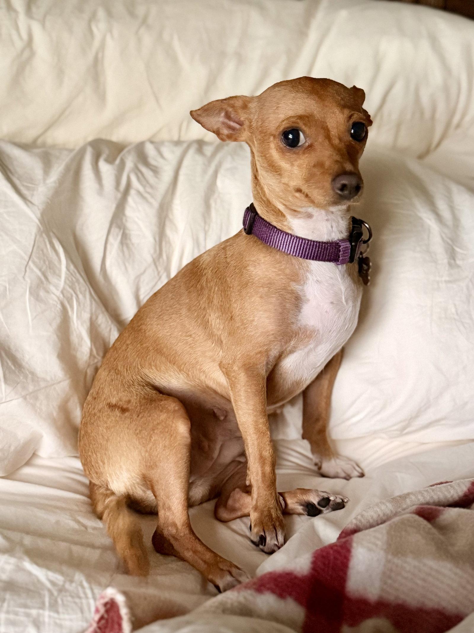 Enlarge Willow, a Adoptable mixed breed in Glendale, AZ image 1/3