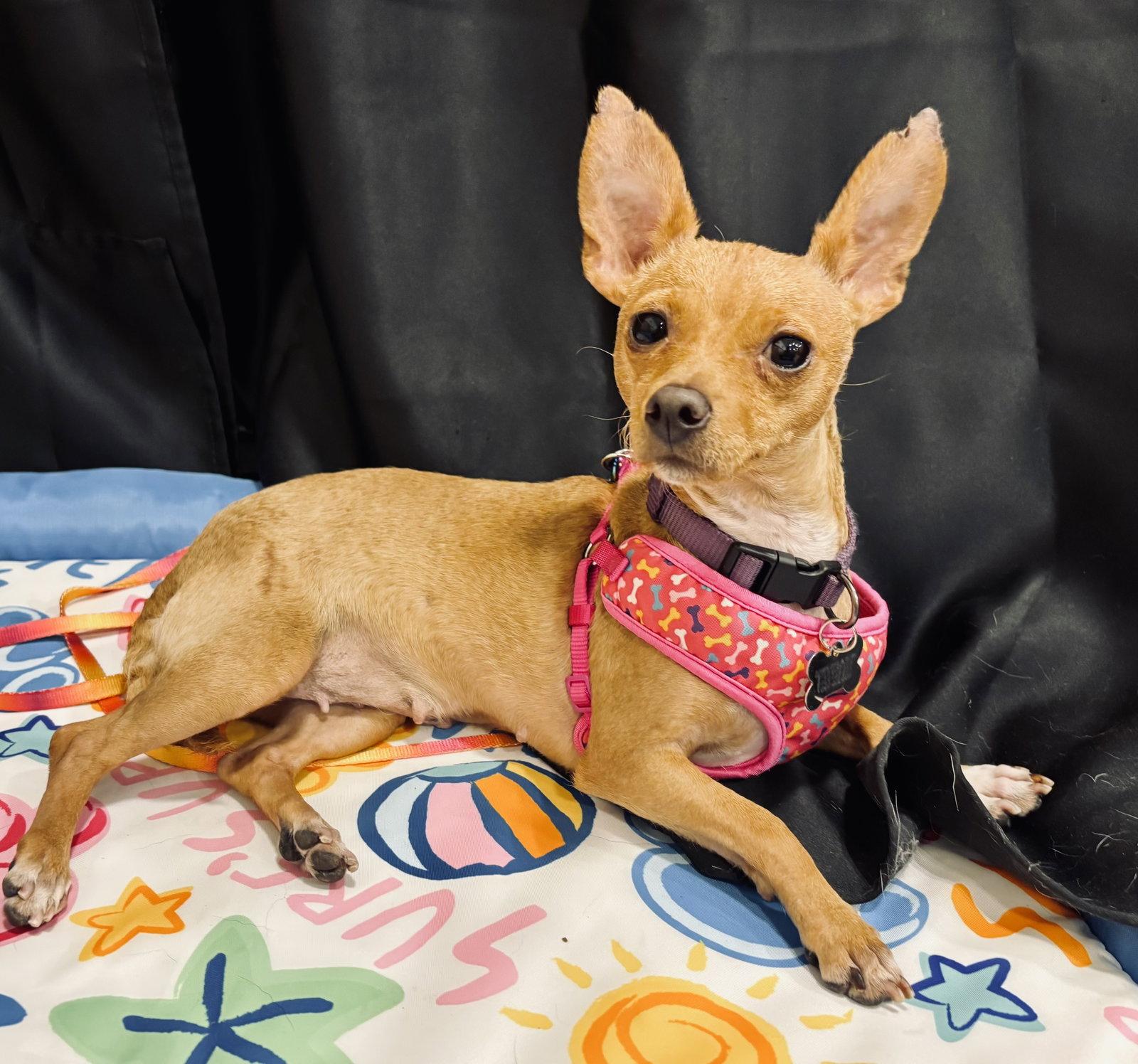 Enlarge Willow, a Adoptable mixed breed in Glendale, AZ image 2/3