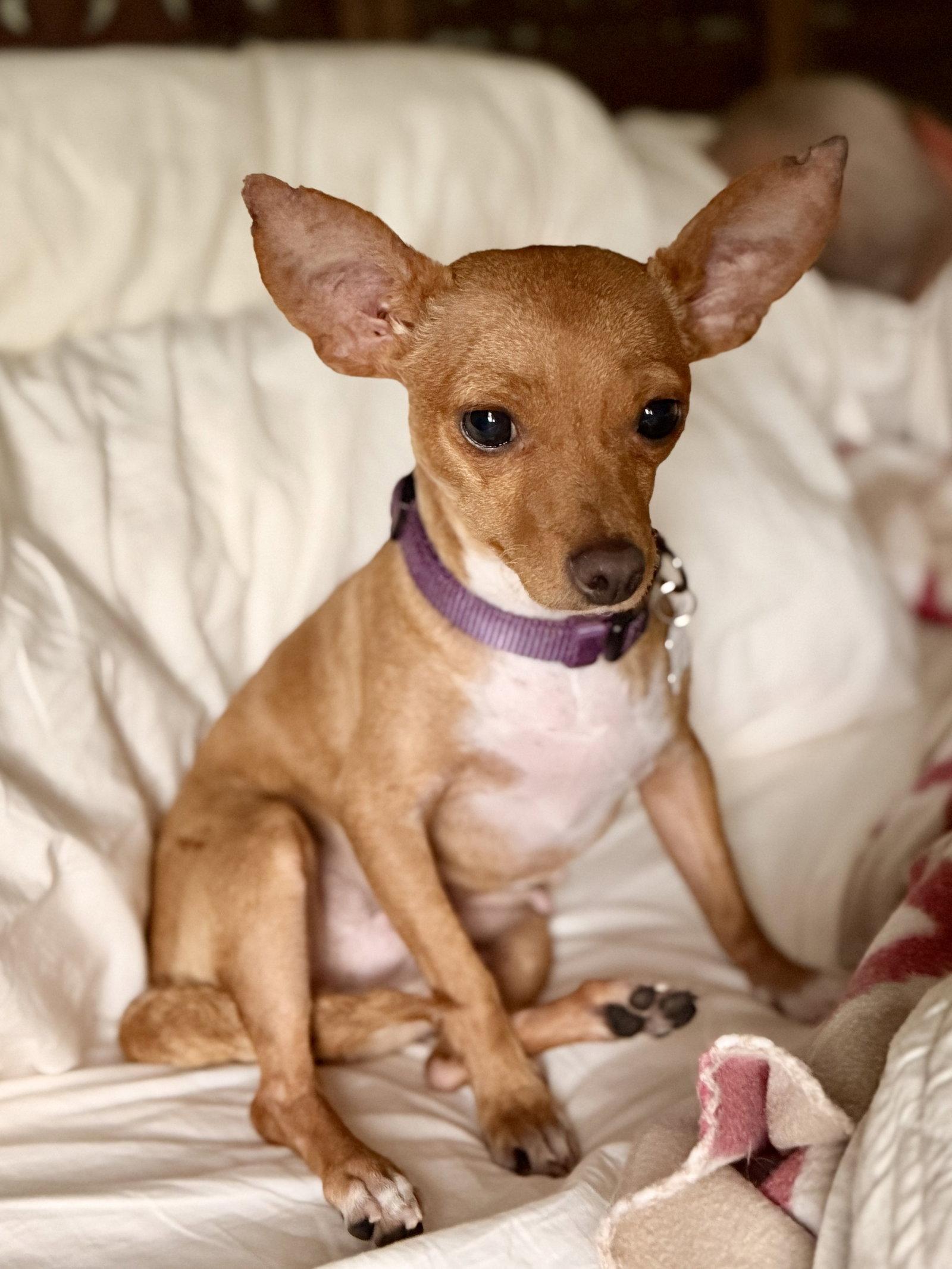 Enlarge Willow, a Adoptable mixed breed in Glendale, AZ image 3/3