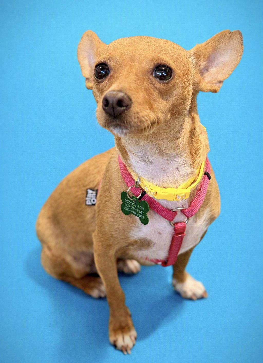 Enlarge Willow, a Adoptable mixed breed in Glendale, AZ image 3/3