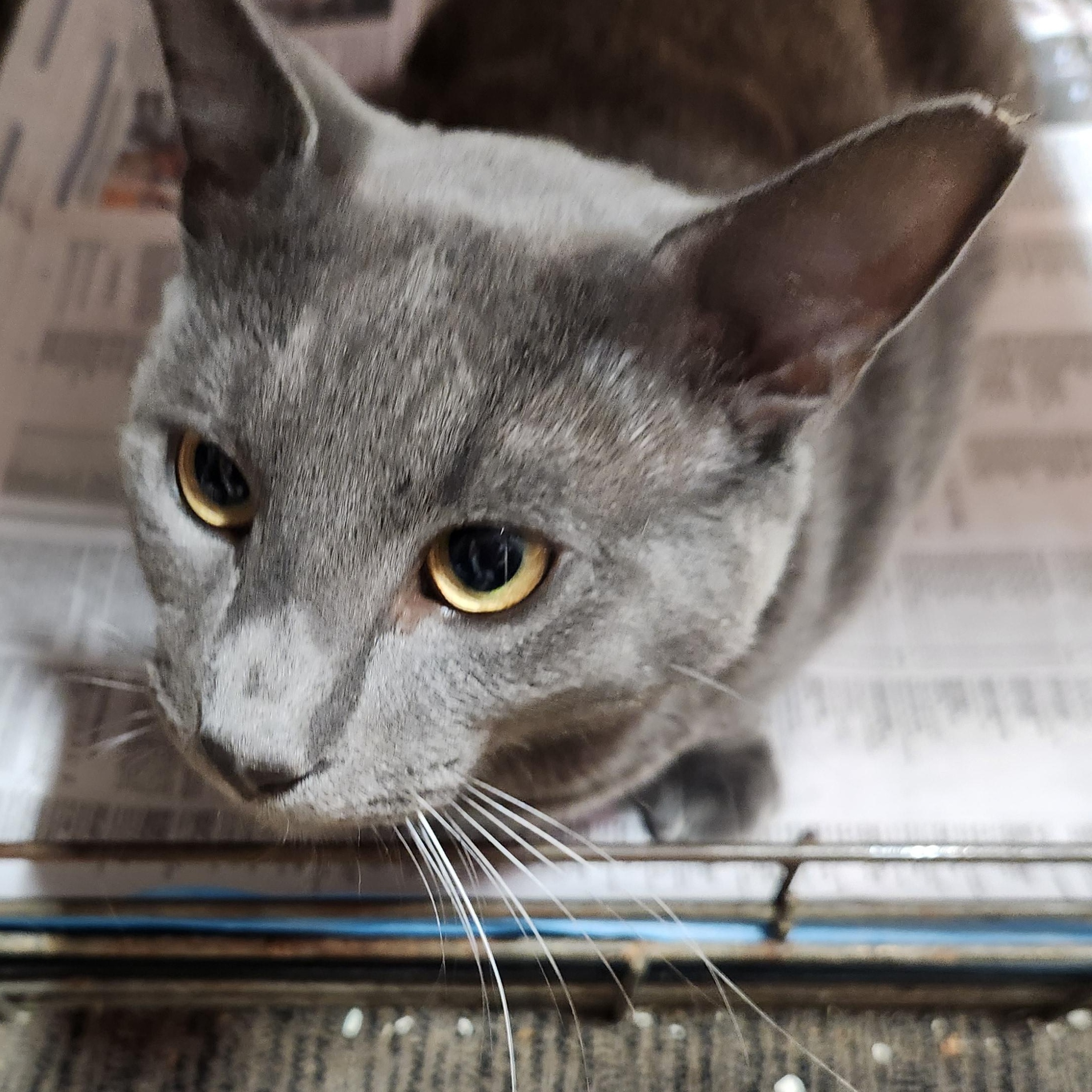 Enlarge Lester, a Adoptable mixed breed in Hyattsville, MD image 3/6