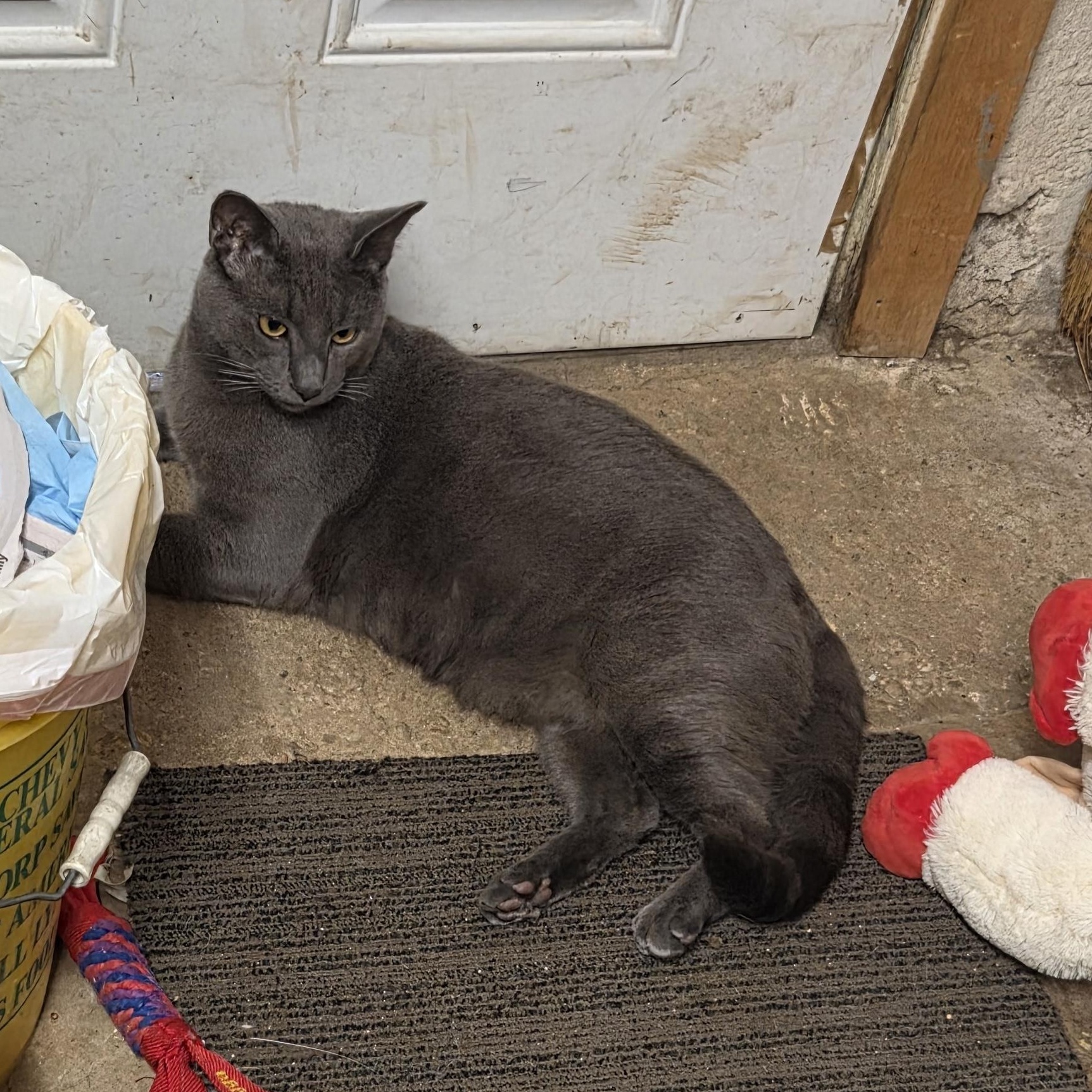 Enlarge Lester, a Adoptable mixed breed in Hyattsville, MD image 6/6