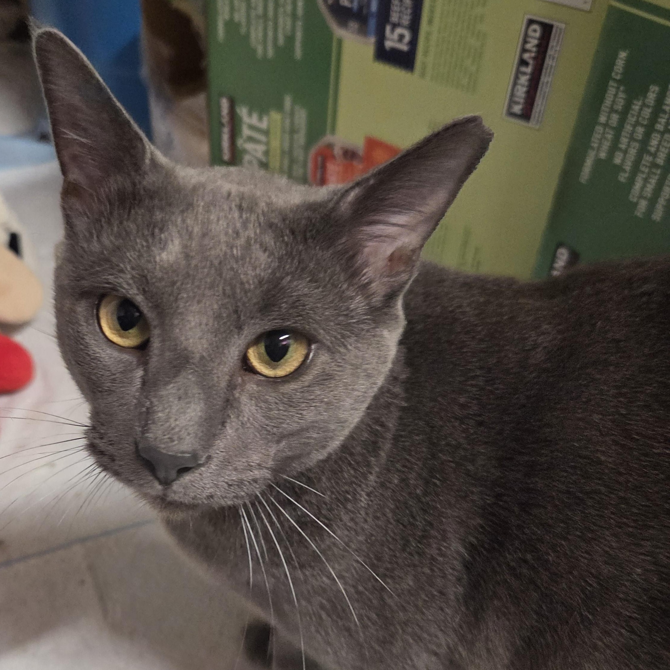 Enlarge Lester, a Adoptable mixed breed in Hyattsville, MD image 1/6