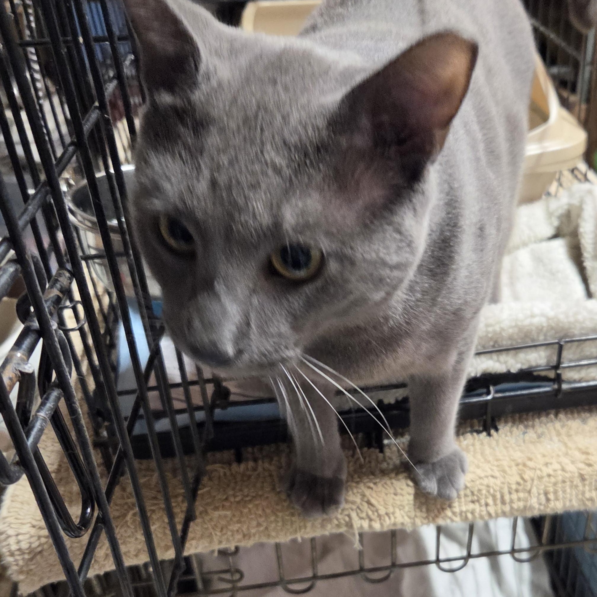 Enlarge Lester, a Adoptable mixed breed in Hyattsville, MD image 5/6
