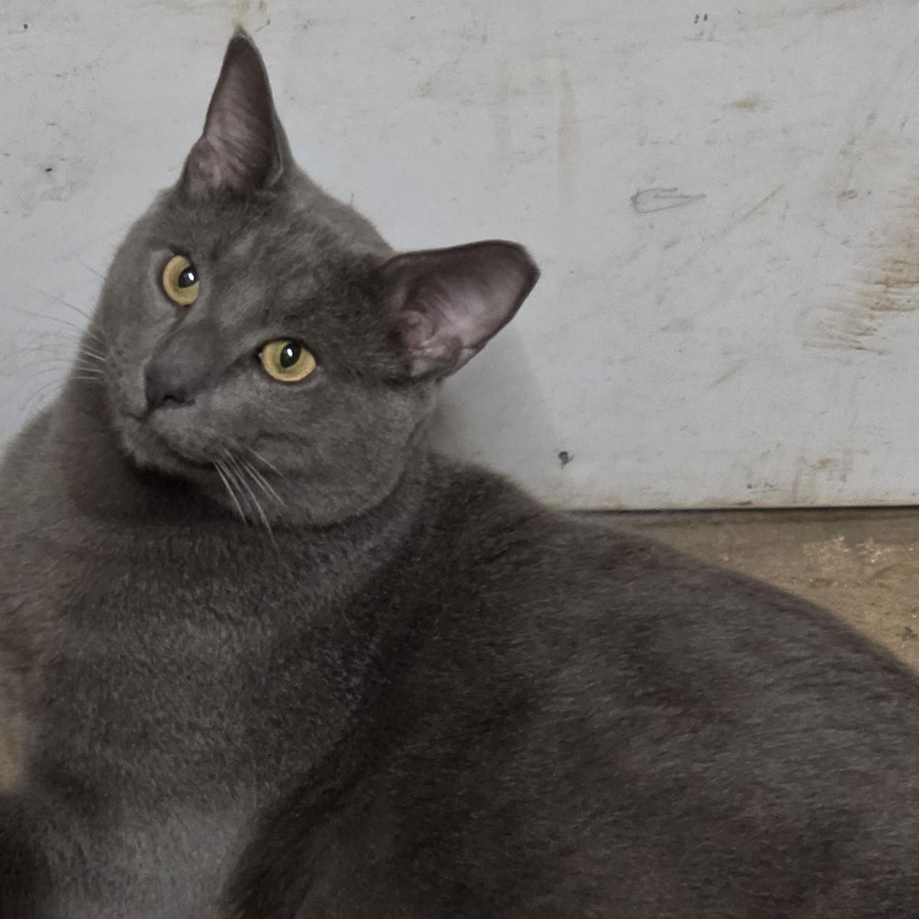 Enlarge Lester, a Adoptable mixed breed in Hyattsville, MD image 2/6