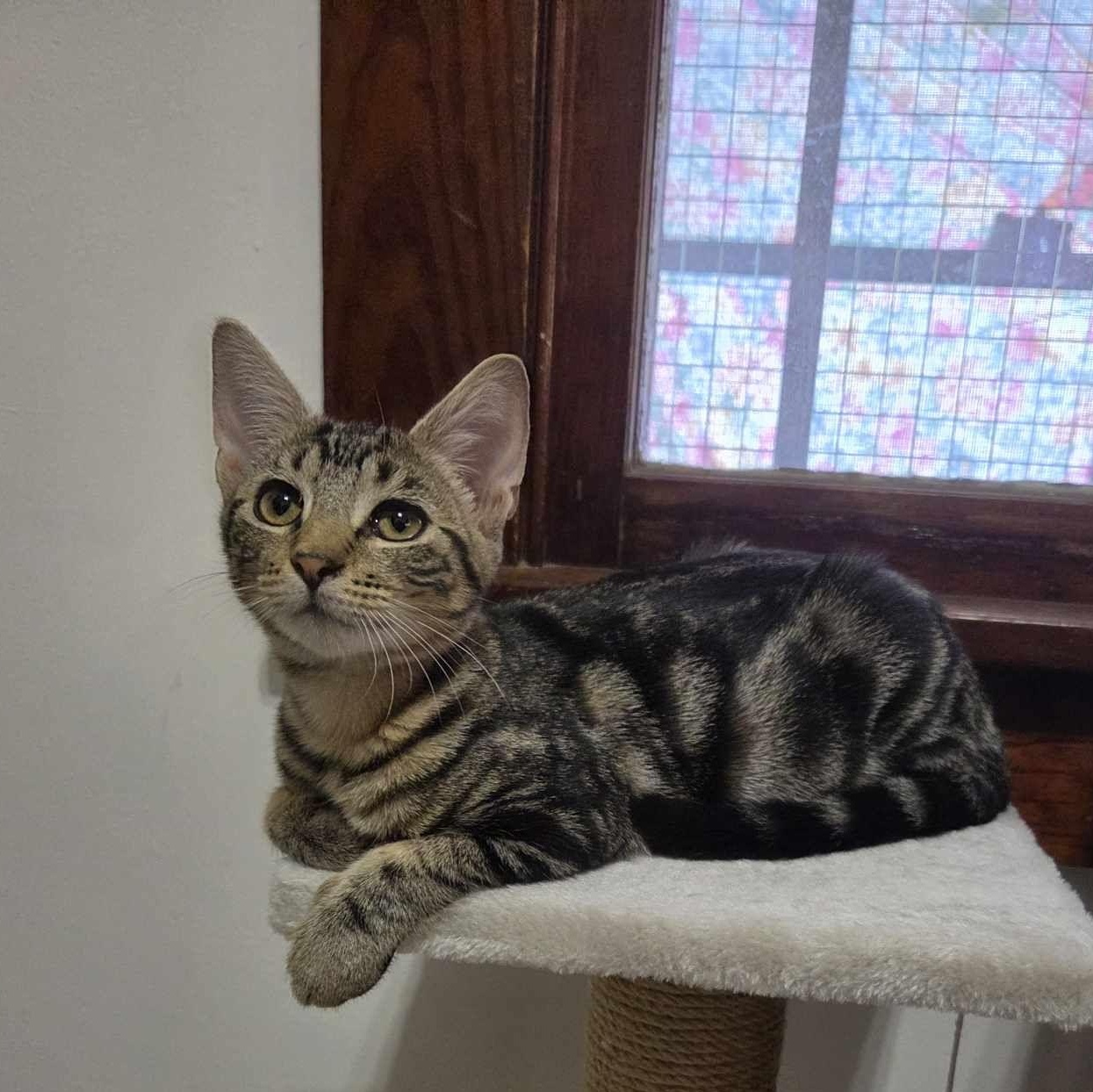 Taylor, Adoptable, Kitten Female Domestic Short Hair.