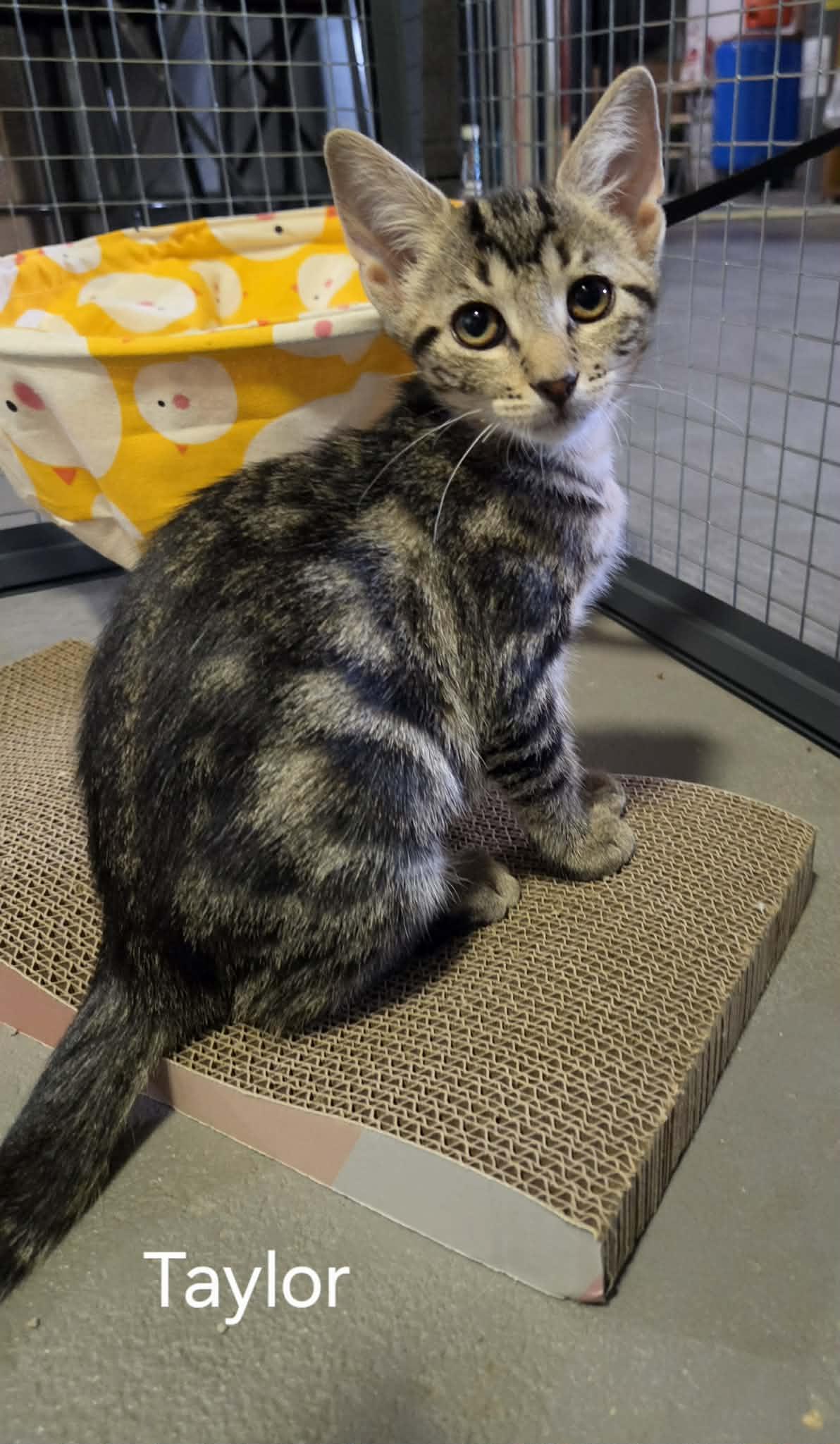 Enlarge Taylor, a Adoptable Domestic Short Hair in Bloomsdale, MO image 2/2
