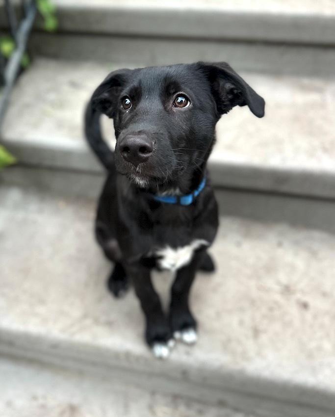 Baloo (Jungle Toons), an adoptable mixed breed in Redwood City, CA image 1/6
