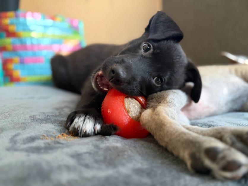 Baloo (Jungle Toons), a ADOPTABLE mixed breed in Redwood City, CA image 3/6