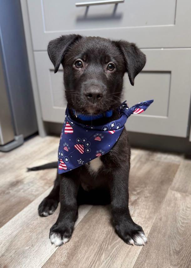 Baloo (Jungle Toons), a ADOPTABLE mixed breed in Redwood City, CA image 2/6