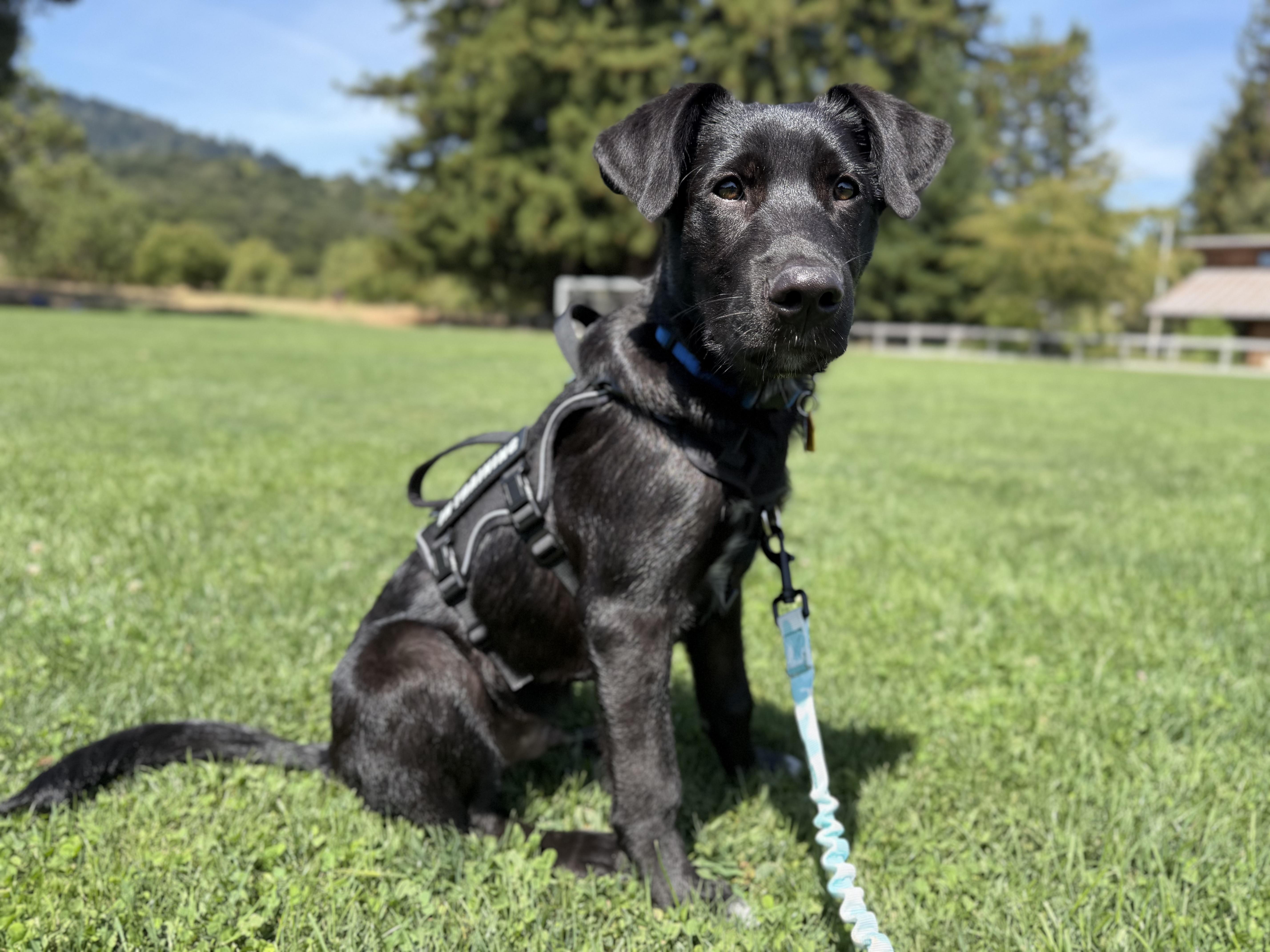 Baloo (Jungle Toons), an adoptable mixed breed in Redwood City, CA image 3/6
