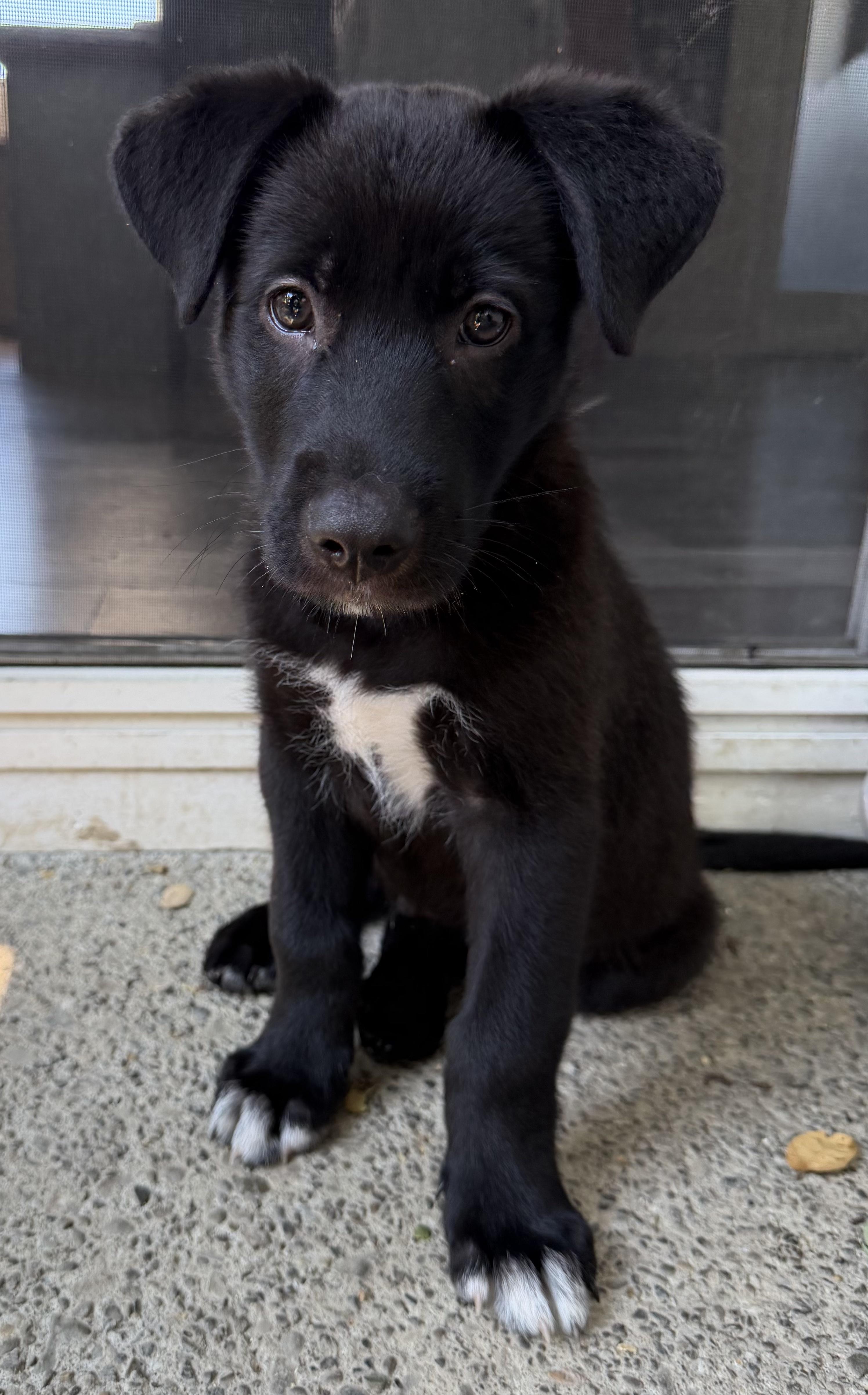 Baloo (Jungle Toons), a ADOPTABLE mixed breed in Redwood City, CA image 4/6