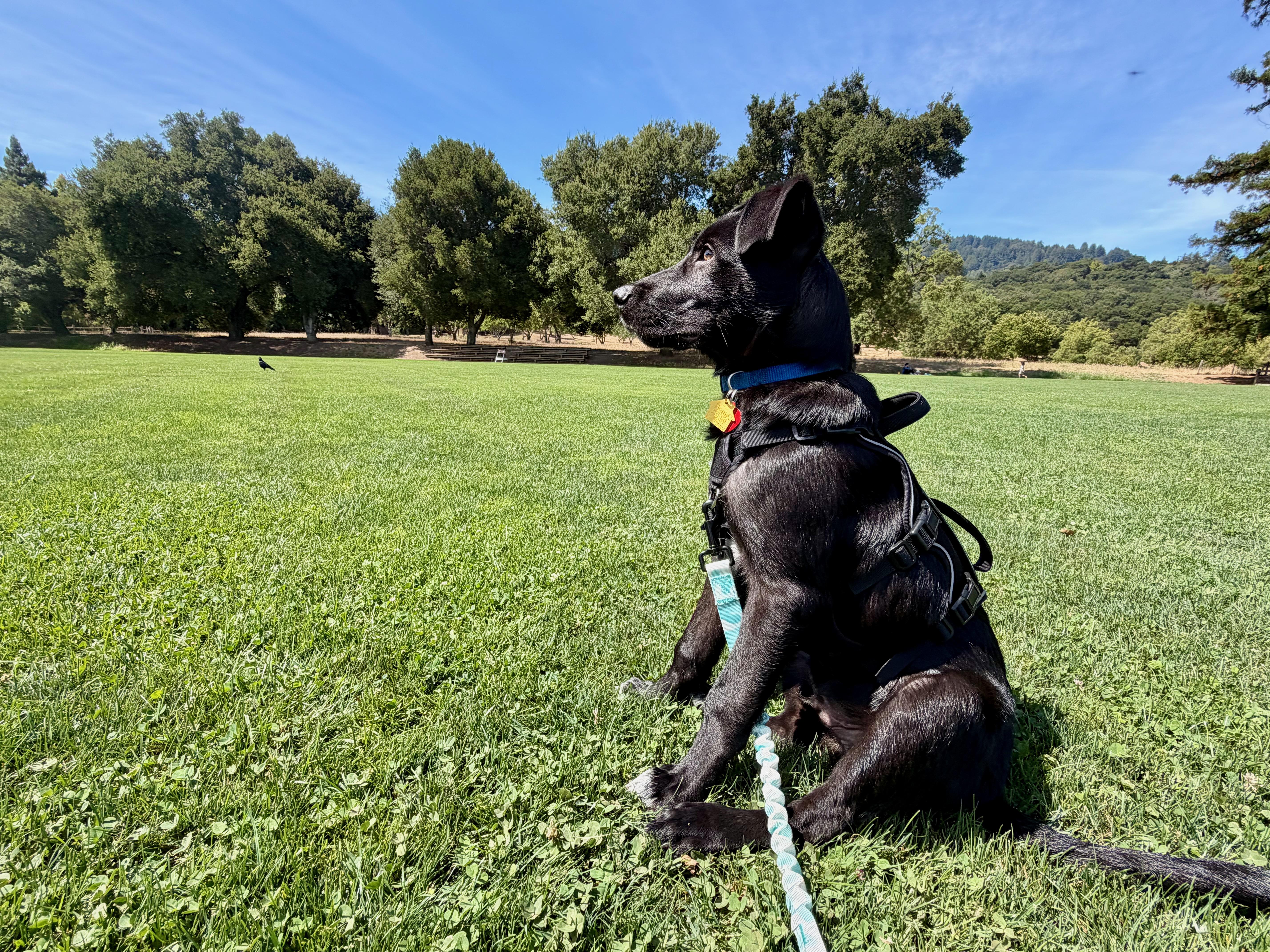 Baloo (Jungle Toons), an adoptable mixed breed in Redwood City, CA image 4/6
