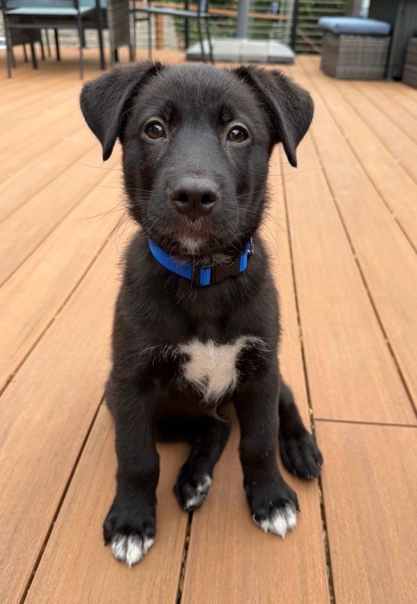 Baloo (Jungle Toons), a ADOPTABLE mixed breed in Redwood City, CA image 6/6