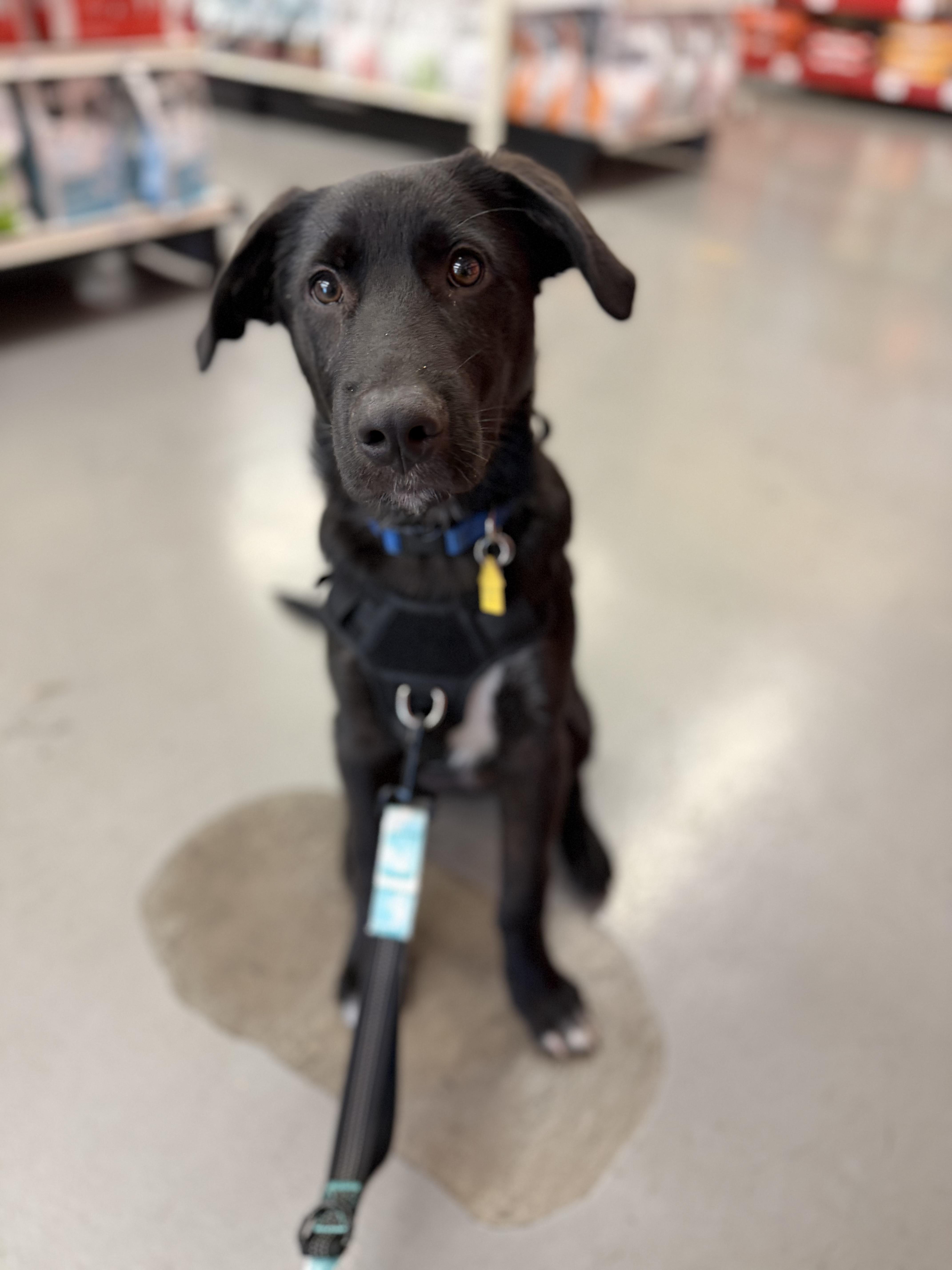 Baloo (Jungle Toons), an adoptable mixed breed in Redwood City, CA image 2/6