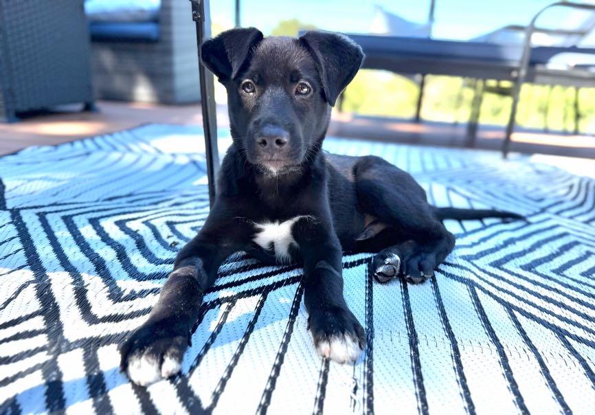Baloo (Jungle Toons), an adoptable mixed breed in Redwood City, CA image 5/6