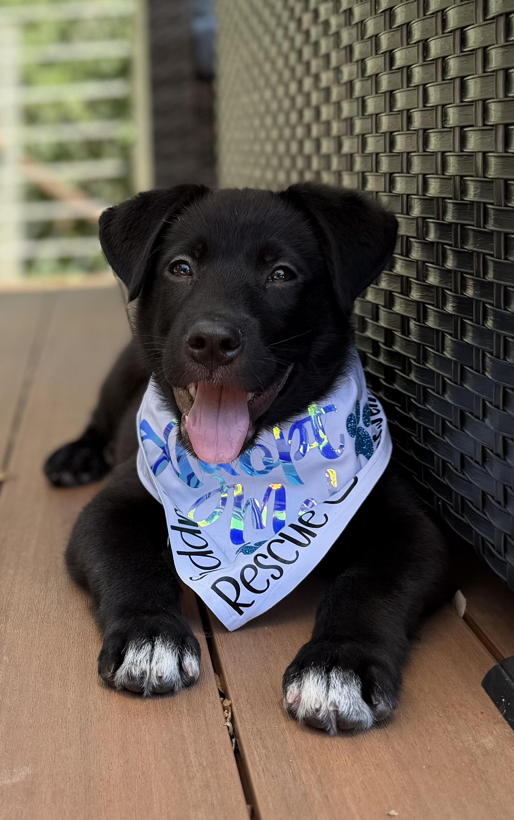 Baloo (Jungle Toons), a ADOPTABLE mixed breed in Redwood City, CA image 1/6