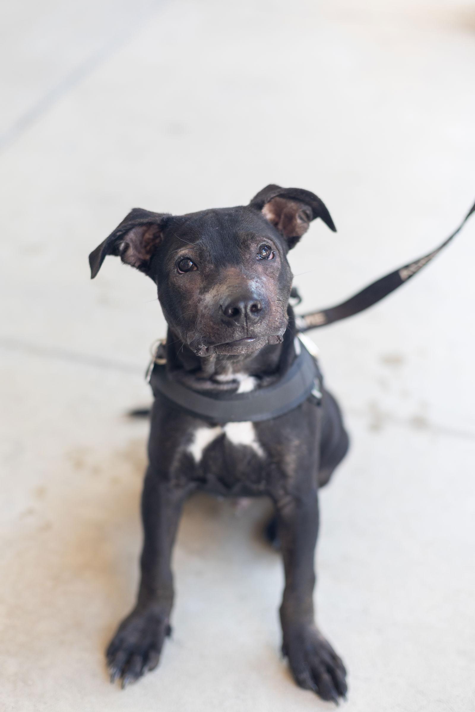 Harley, a Adopted Pit Bull Terrier in San Jose, CA image 2/3