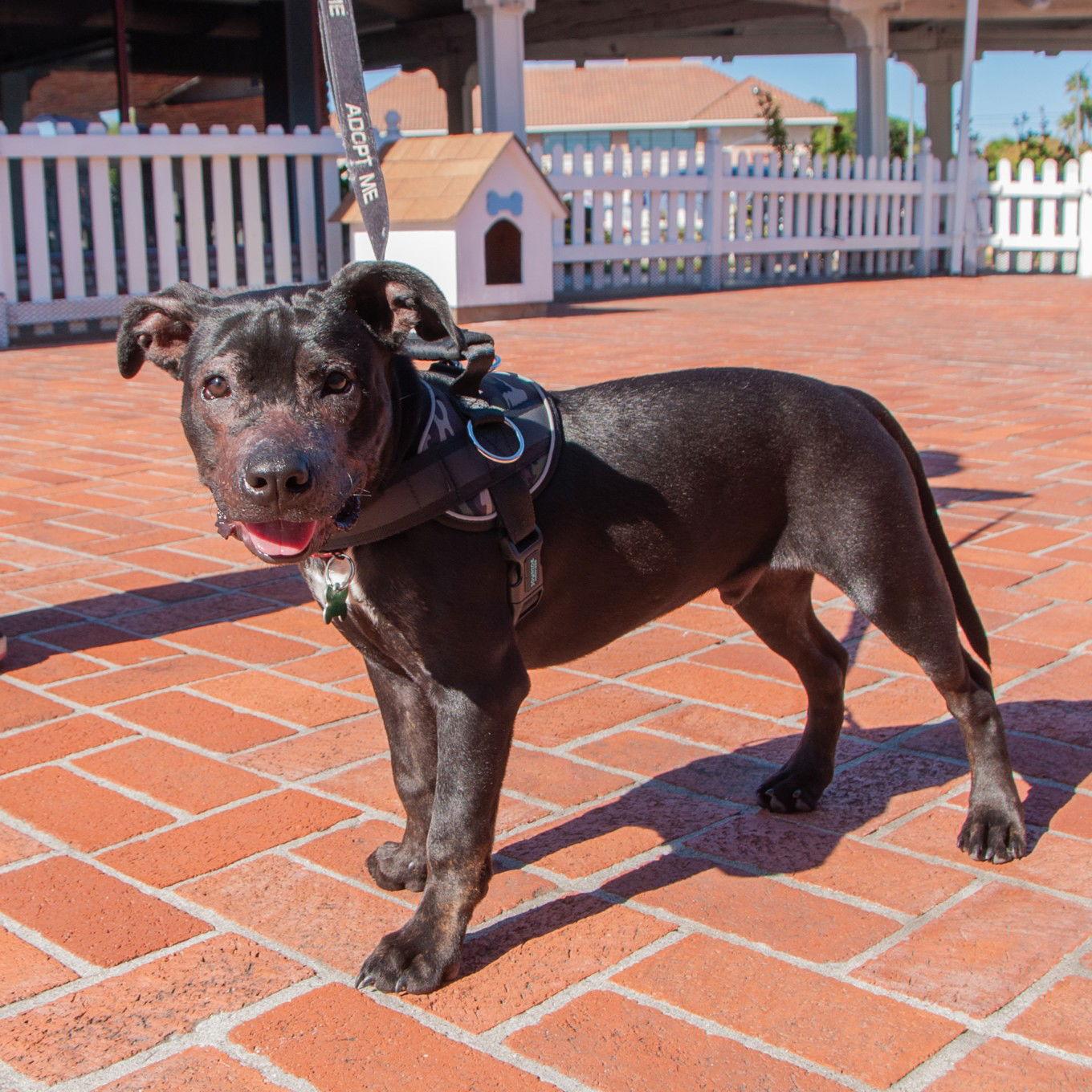 Harley, a Adopted Pit Bull Terrier in San Jose, CA image 3/3