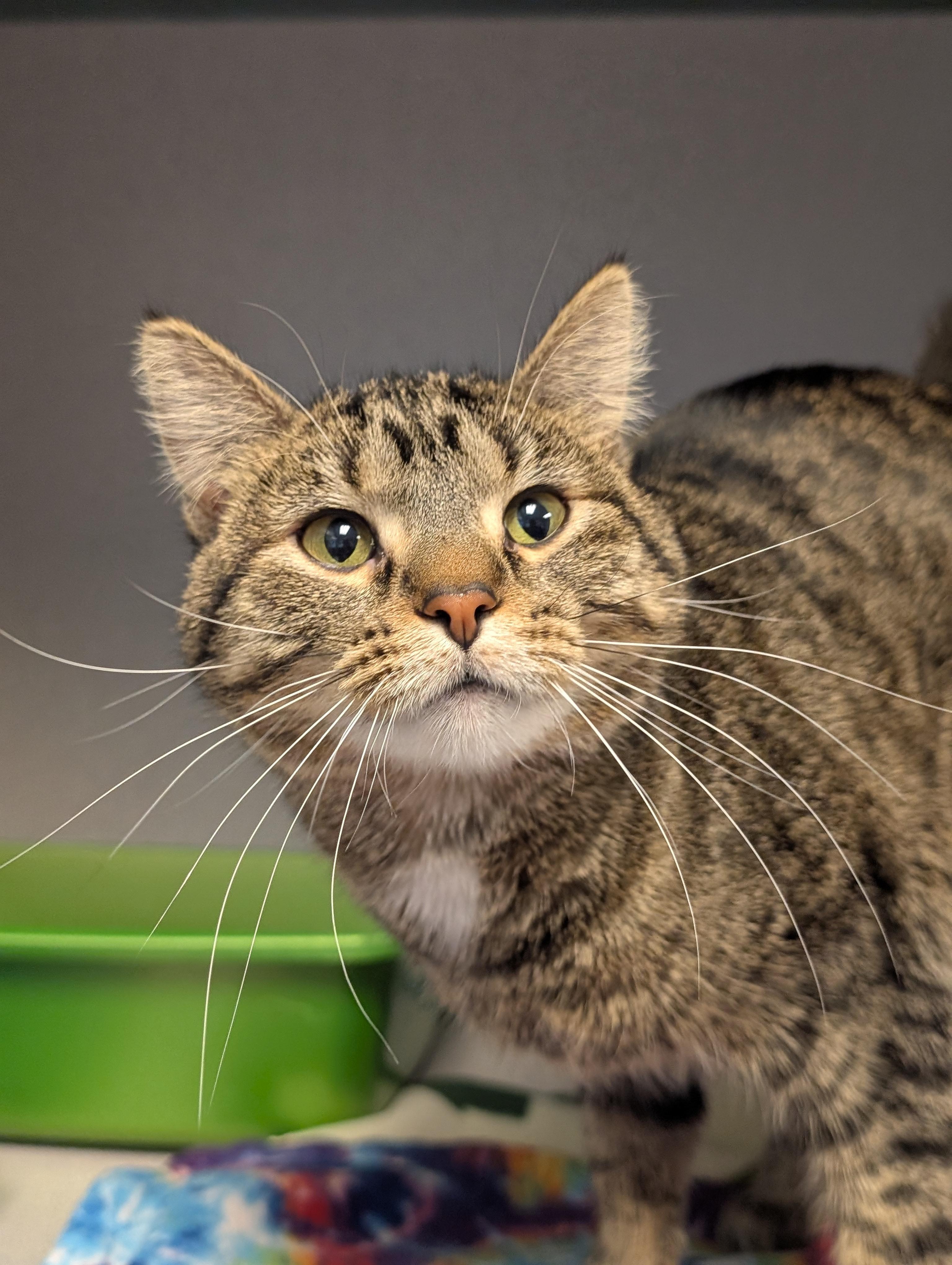 Enlarge Eggroll, an adopted Domestic Short Hair in Cedar Rapids, IA image 1/5