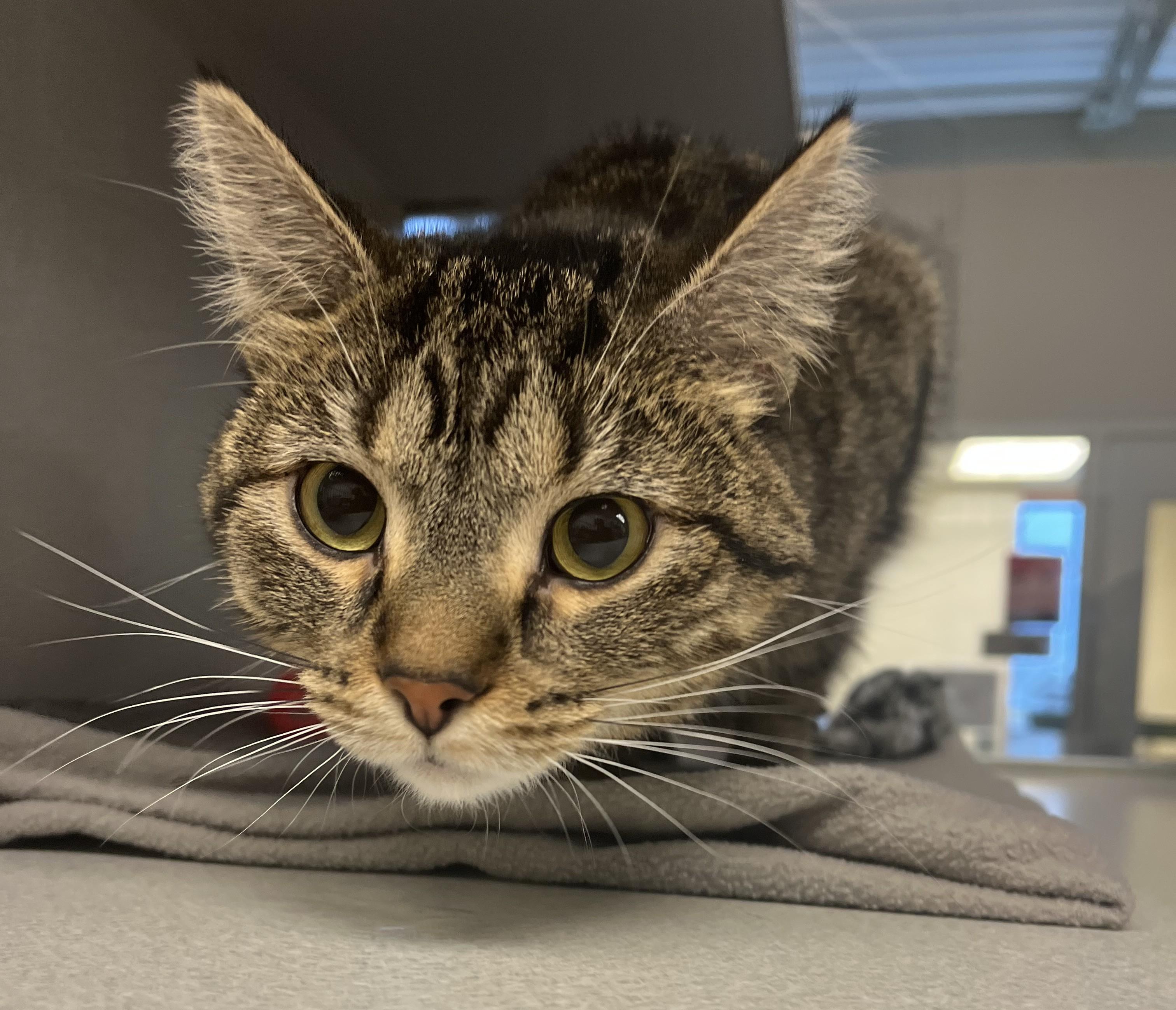 Enlarge Eggroll, an adopted Domestic Short Hair in Cedar Rapids, IA image 3/5