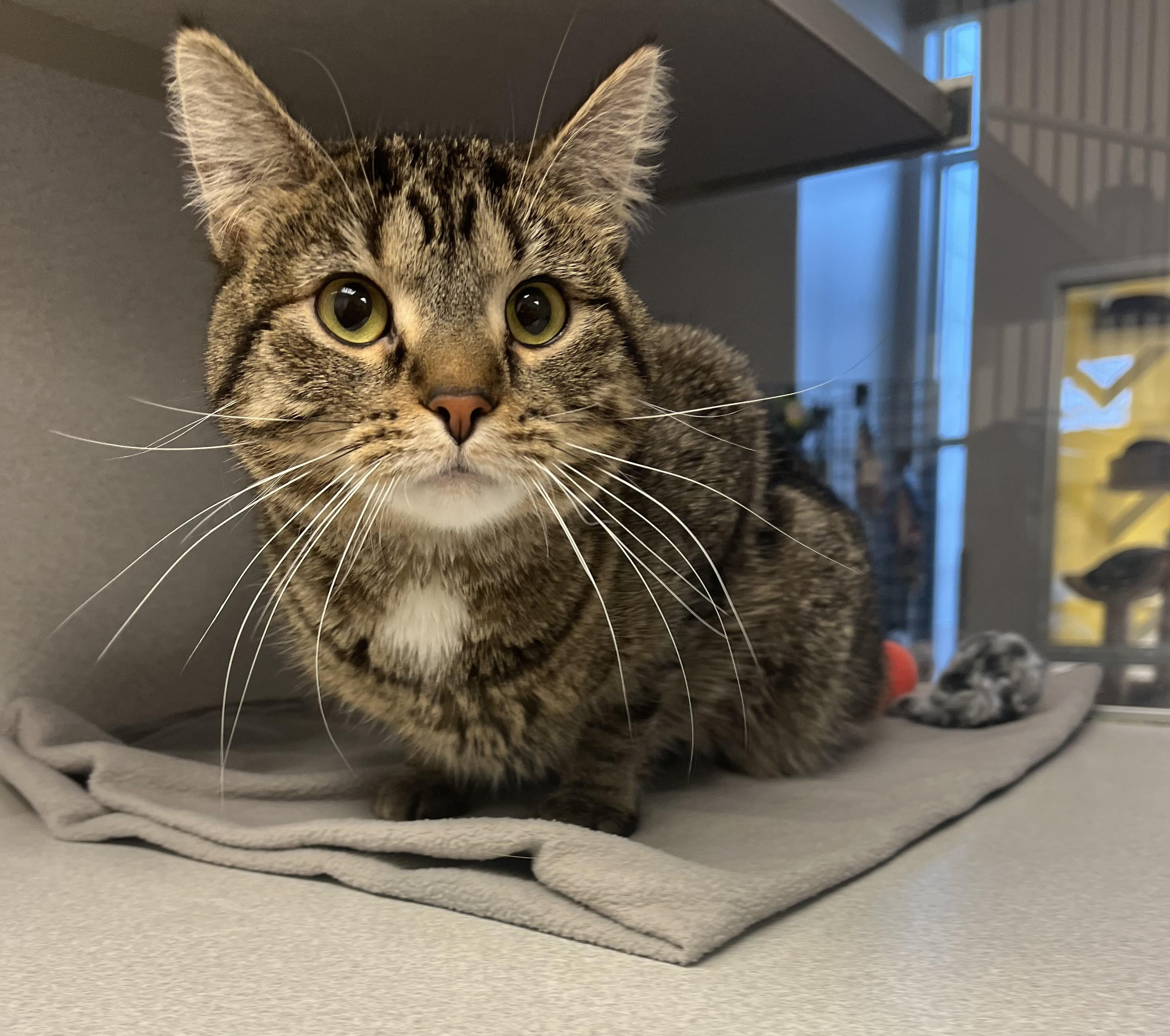 Enlarge Eggroll, an adopted Domestic Short Hair in Cedar Rapids, IA image 5/5