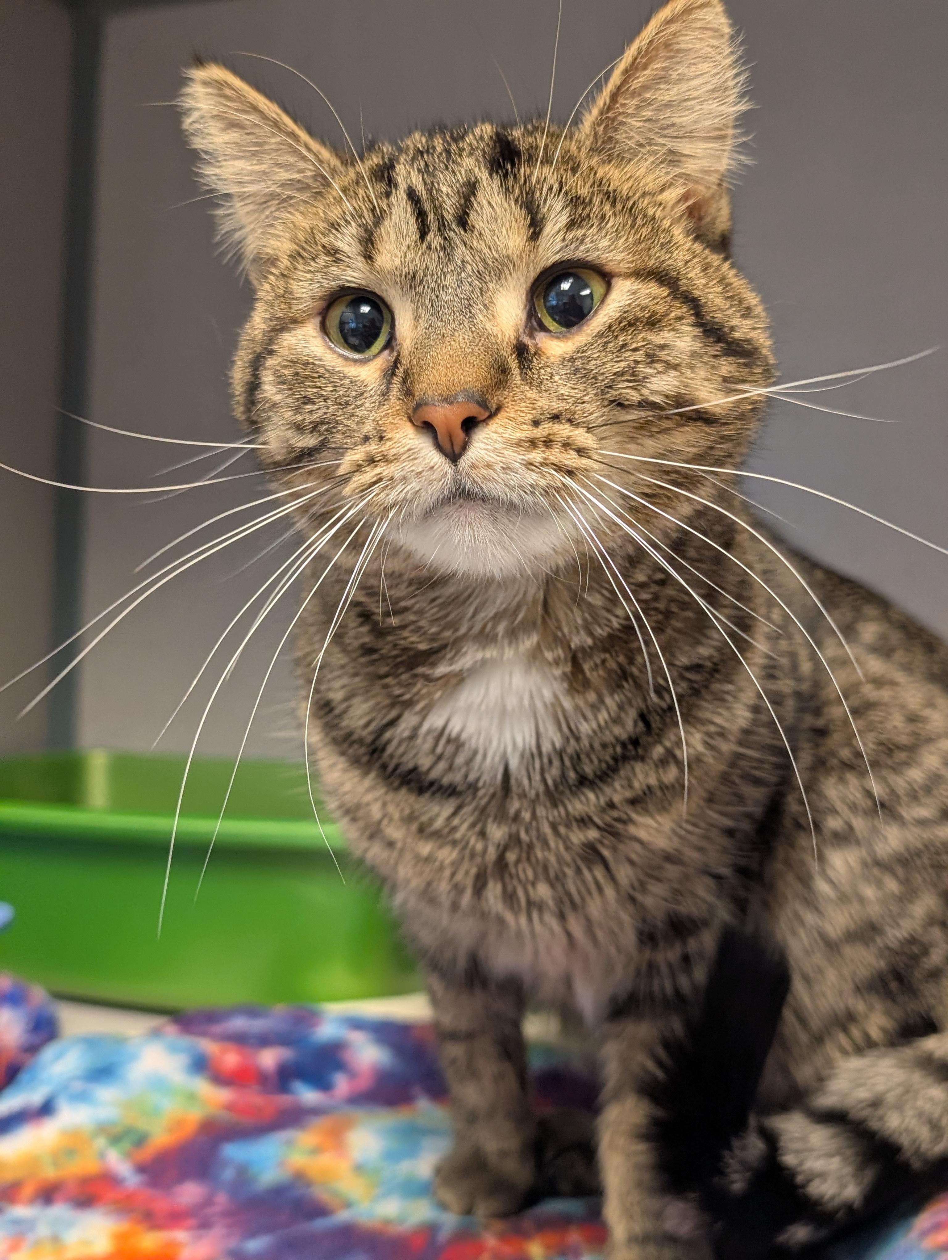 Enlarge Eggroll, an adopted Domestic Short Hair in Cedar Rapids, IA image 2/5