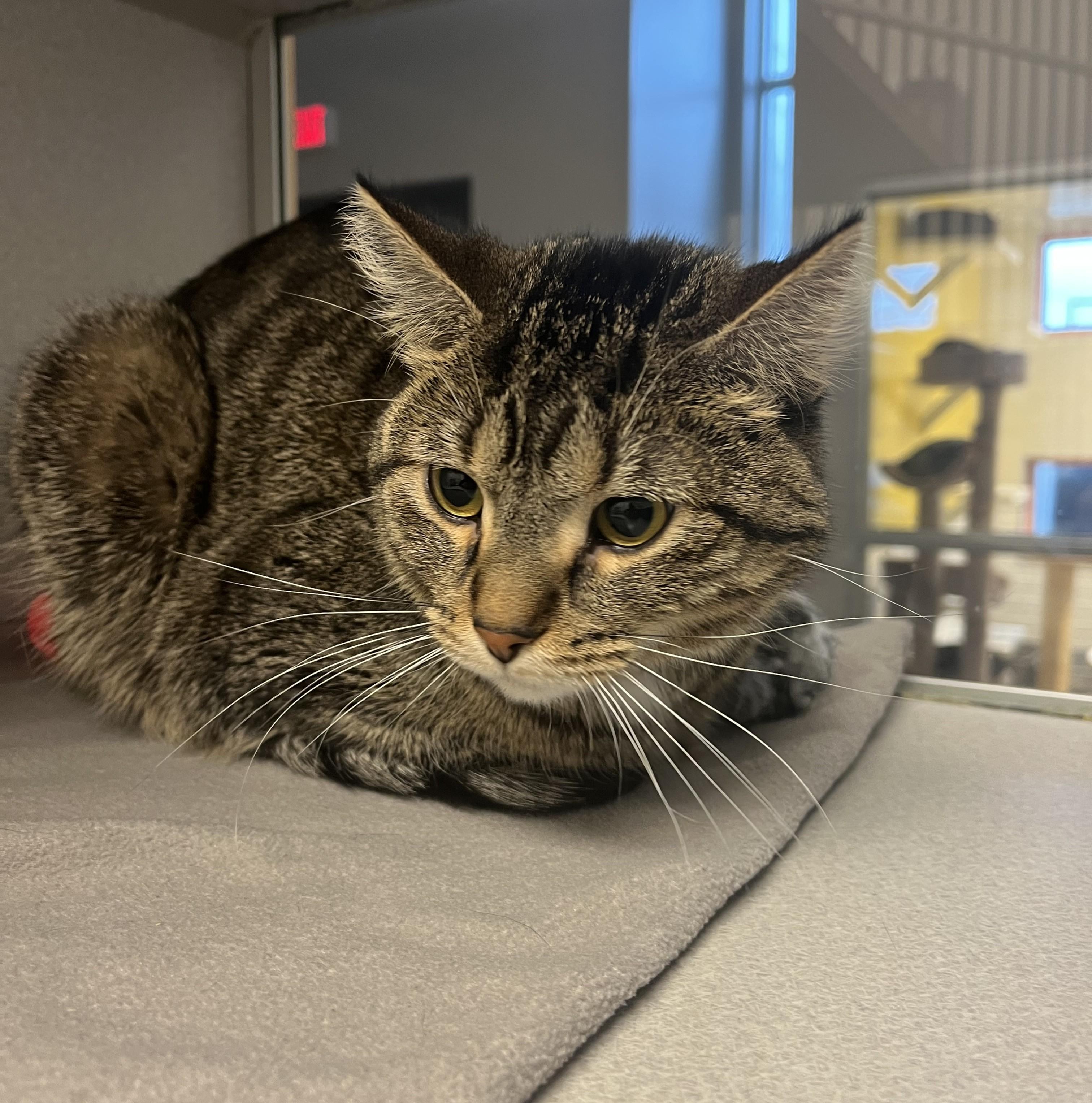 Enlarge Eggroll, an adopted Domestic Short Hair in Cedar Rapids, IA image 4/5