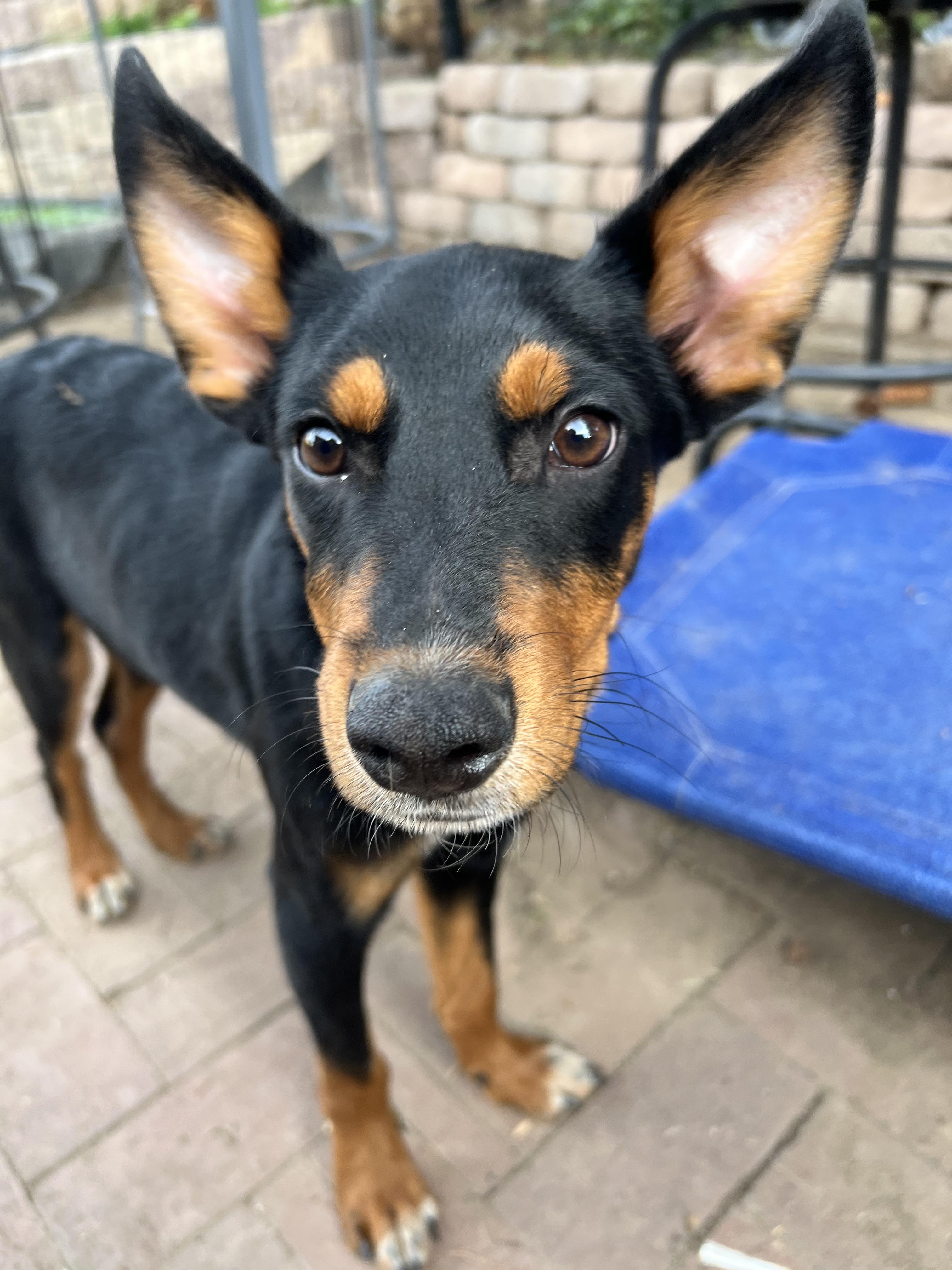 Enlarge Raven, a Adoptable mixed breed in Denver, CO image 6/6