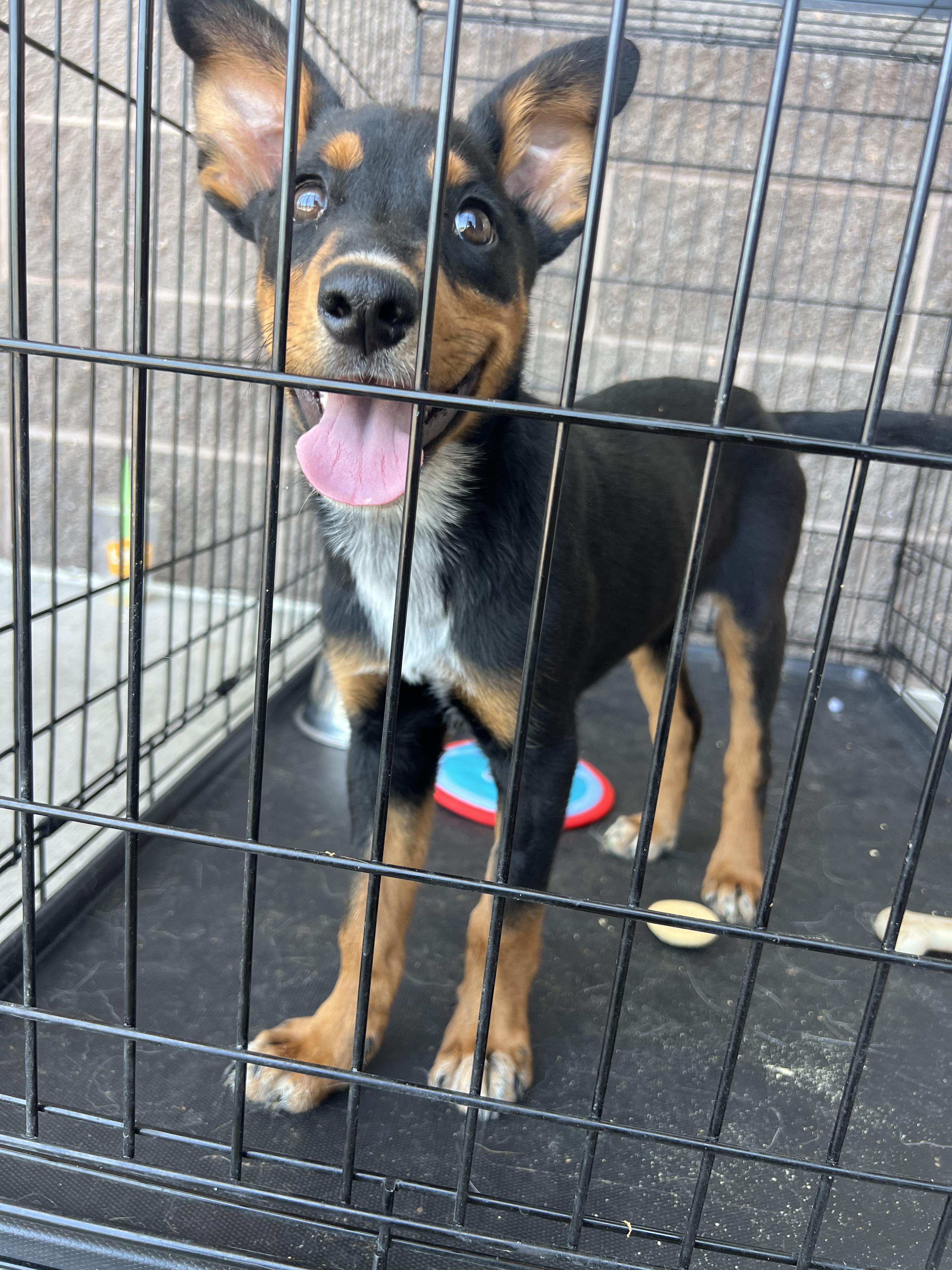 Enlarge Raven, a Adoptable mixed breed in Denver, CO image 2/6