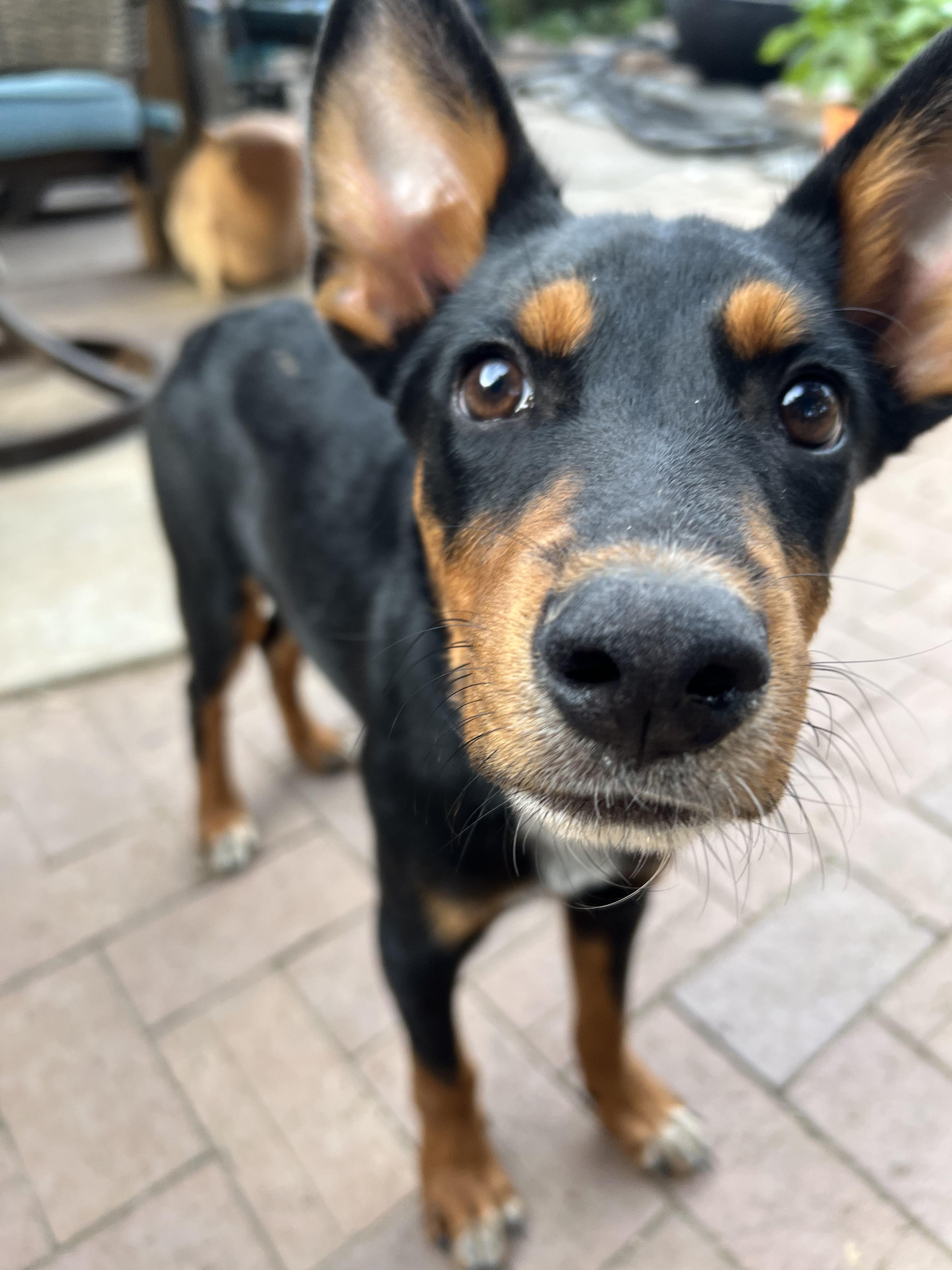Raven, Adoptable, Puppy Male Doberman Pinscher & Australian Cattle Dog / Blue Heeler.