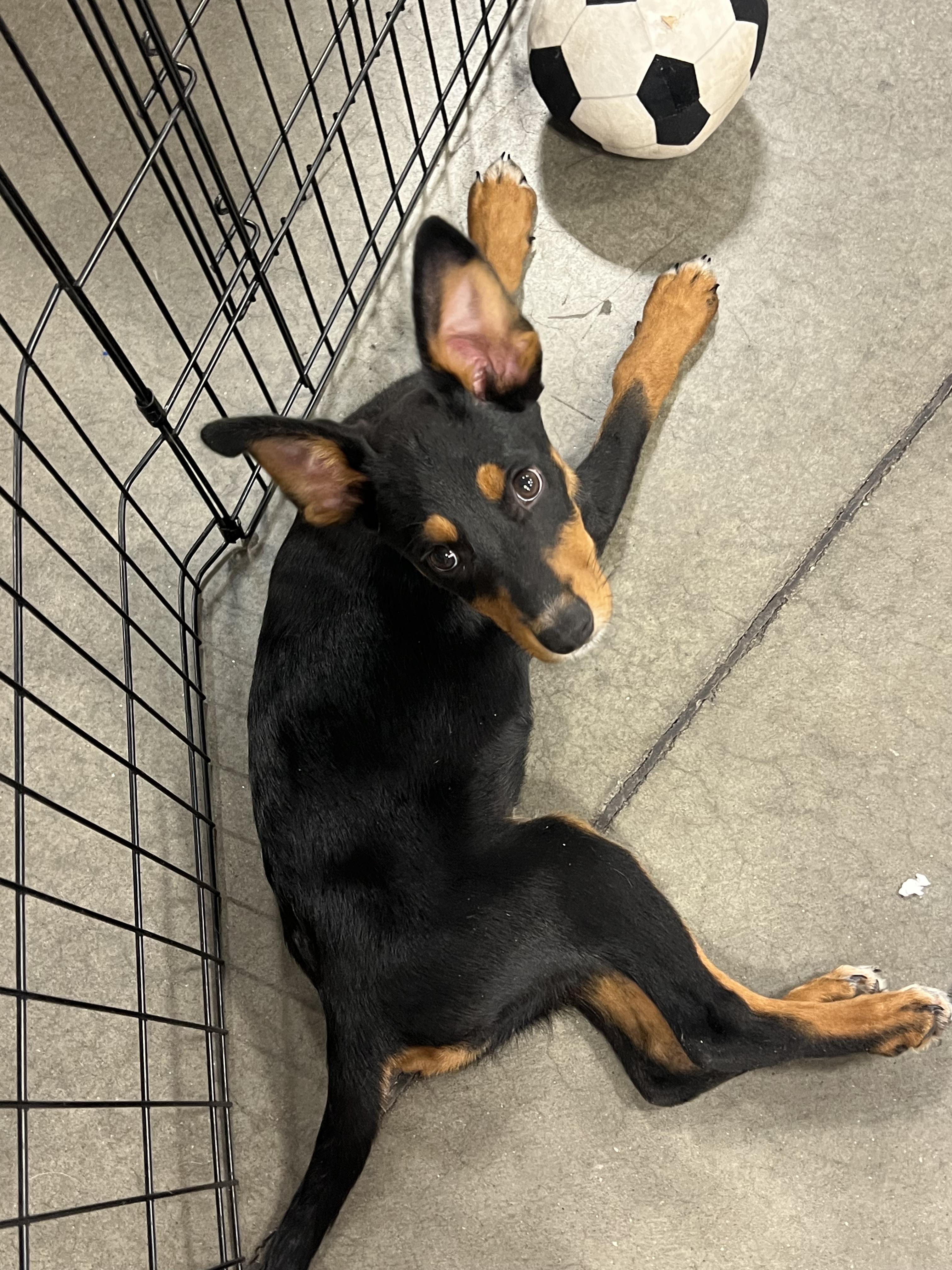 Enlarge Raven, a Adoptable mixed breed in Denver, CO image 5/6