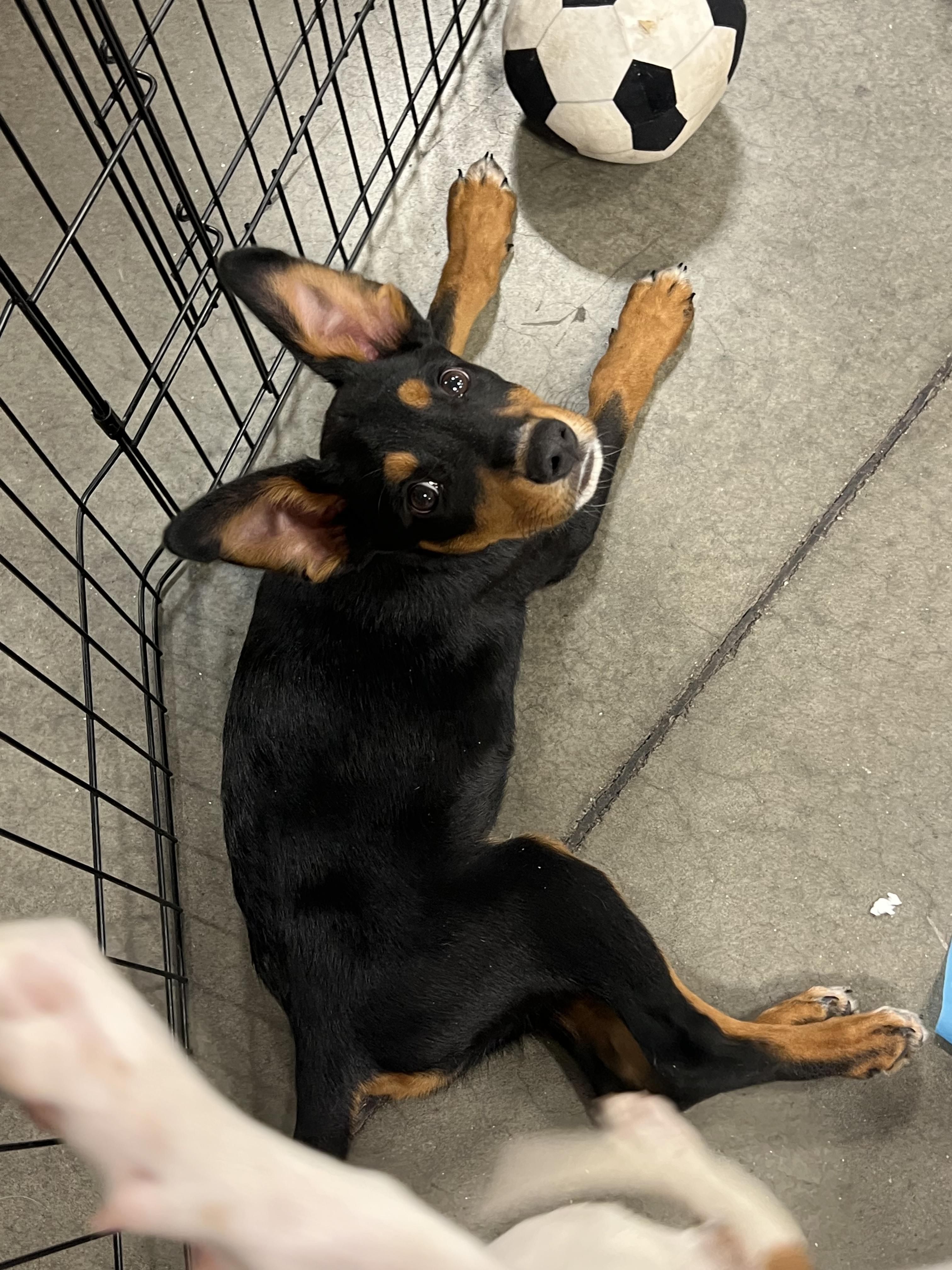 Enlarge Raven, a Adoptable mixed breed in Denver, CO image 3/6