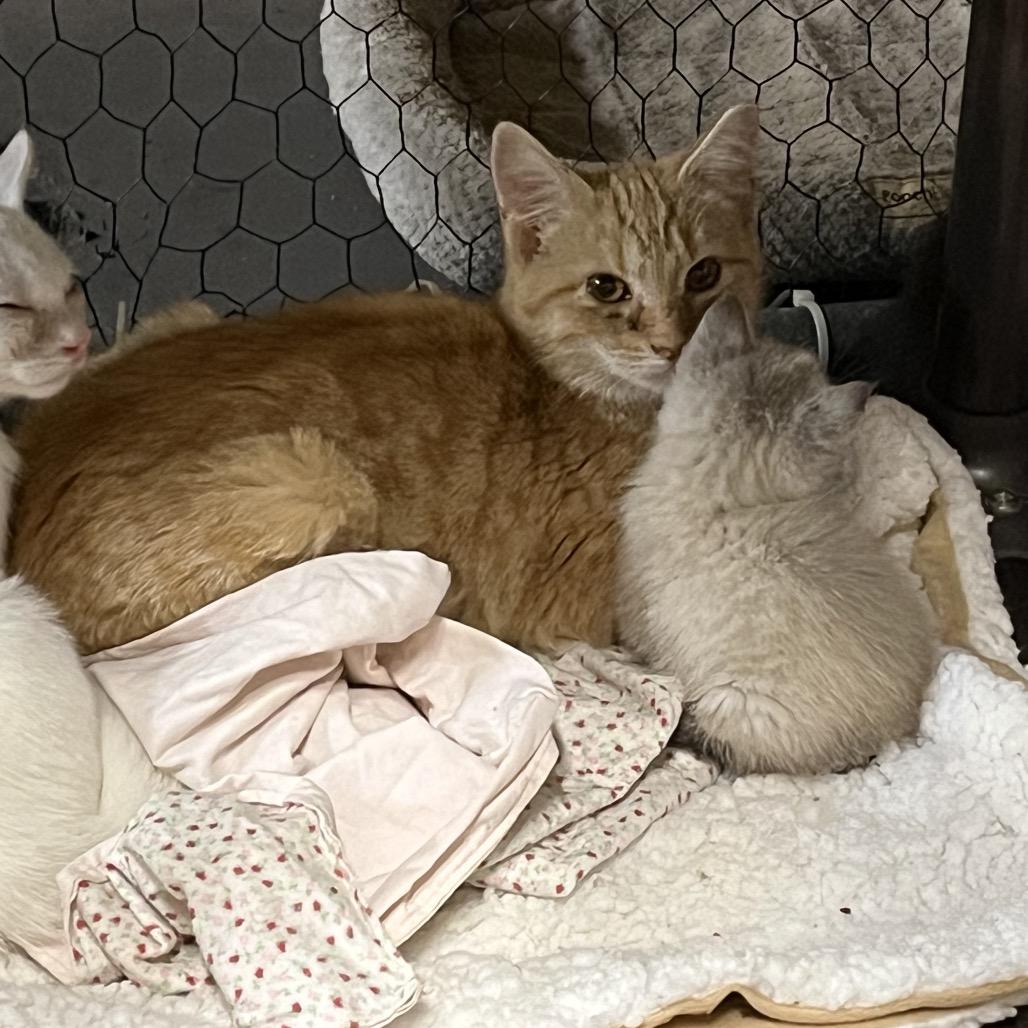 Enlarge Josephine, a Adoptable Domestic Short Hair in Washington, DC image 2/5